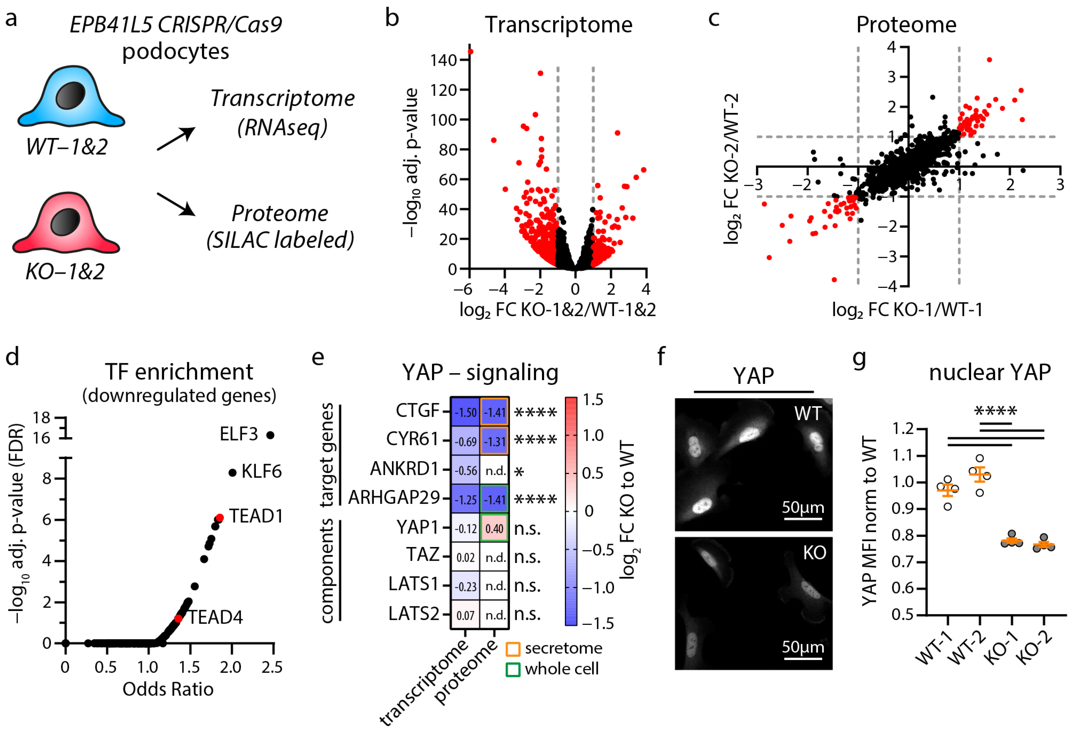 Cells 12 01795 g001 Cells 12 01795 g001