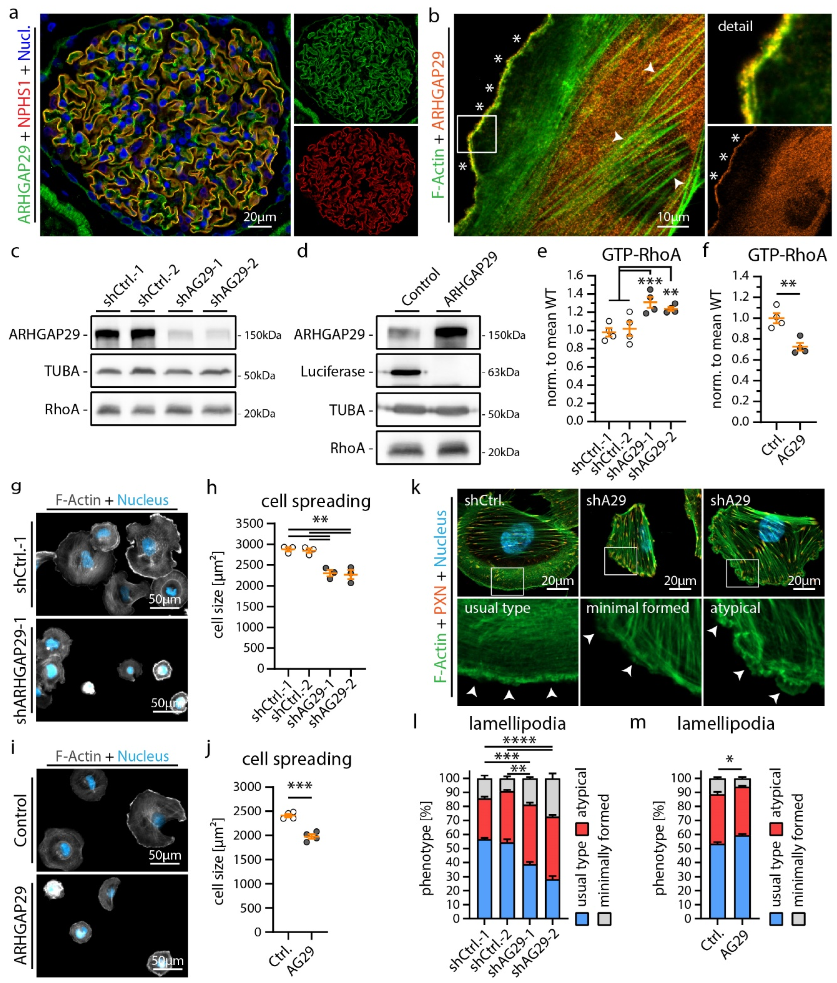 Cells 12 01795 g004 Cells 12 01795 g004