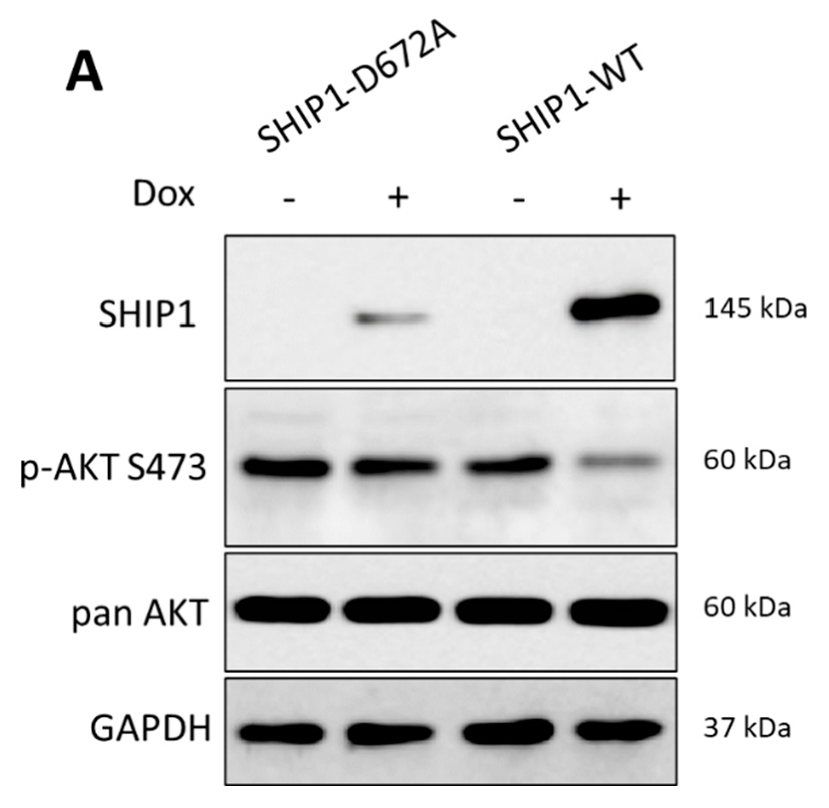 Cells 12 01798 g002a Cells 12 01798 g002a