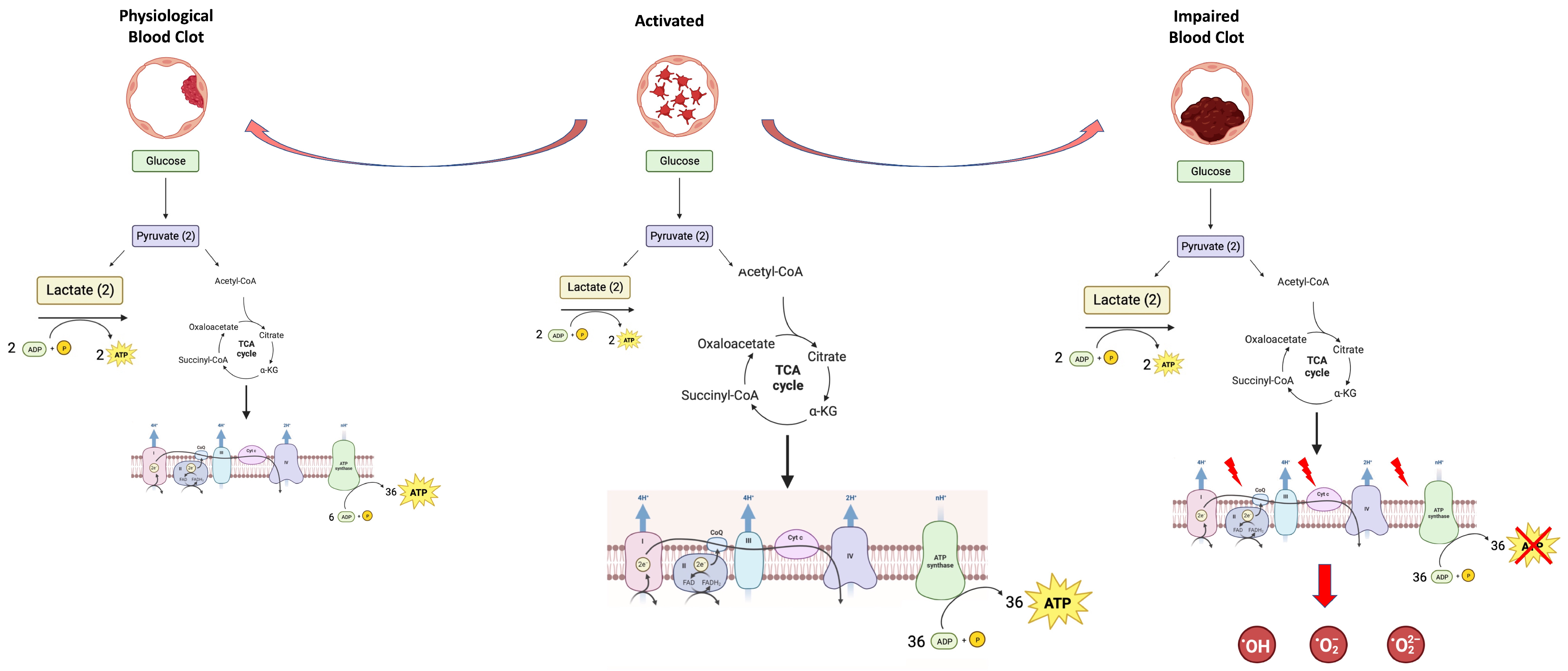 Cells 12 01802 g001 Cells 12 01802 g001