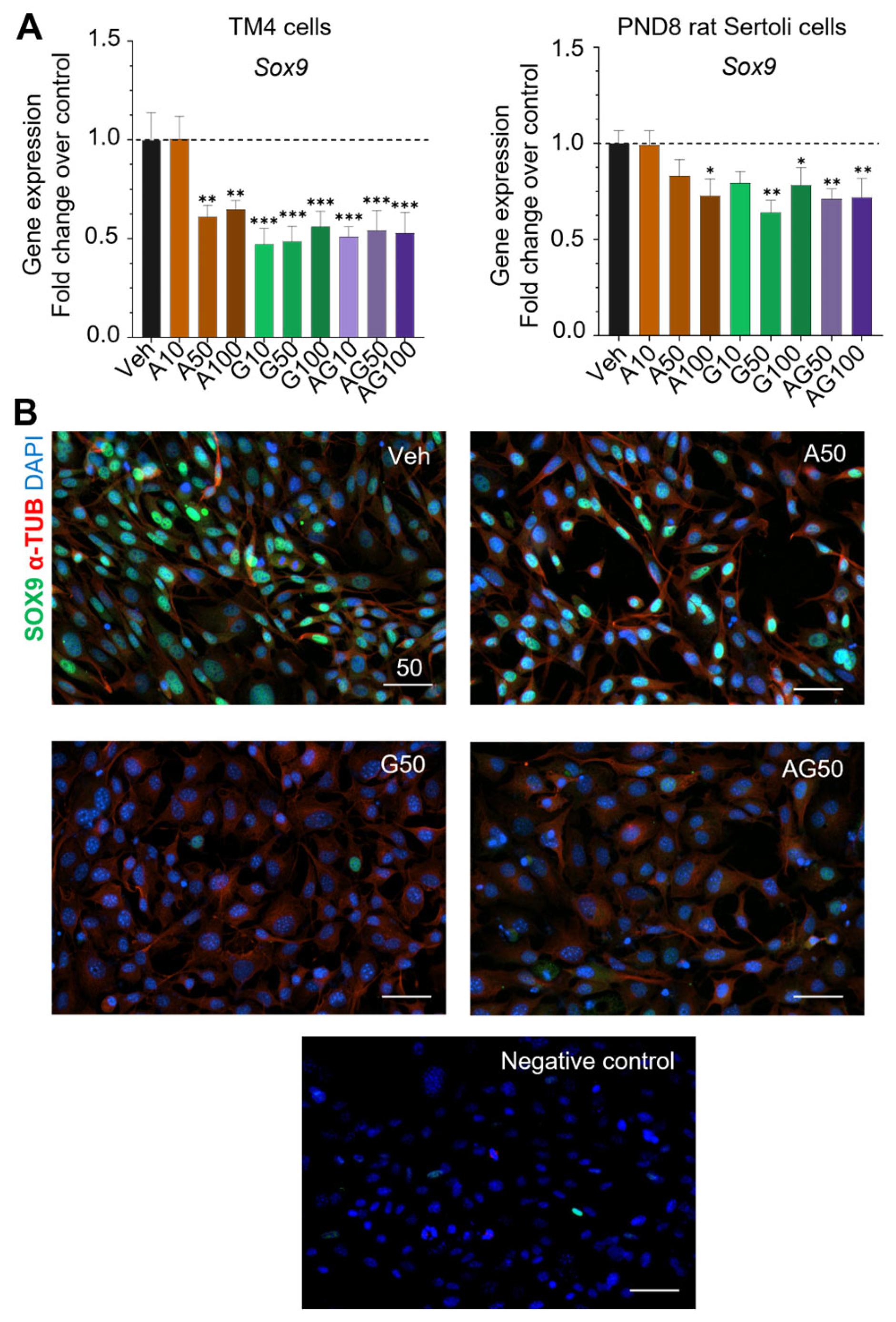 single Sada Harness Cells | Free Full-Text | Dysregulation of Immature Sertoli Cell Functions by Exposure to Acetaminophen and Genistein in Rodent Cell Models single Sada Harness Cells | Free Full-Text | Dysregulation of Immature Sertoli Cell Functions by Exposure to Acetaminophen and Genistein in Rodent Cell Models