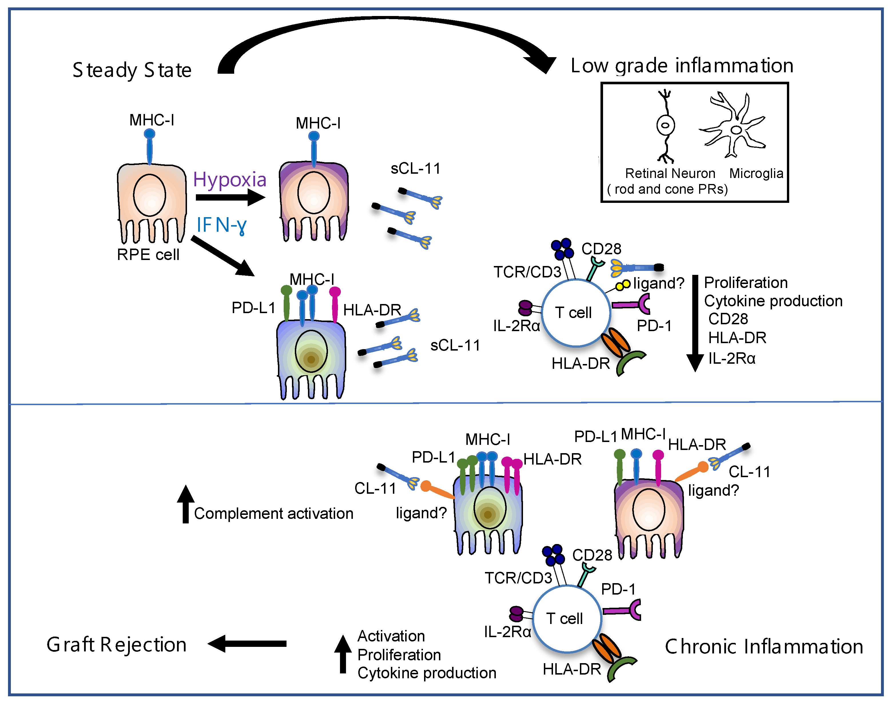 Cells 12 01805 g005 Cells 12 01805 g005