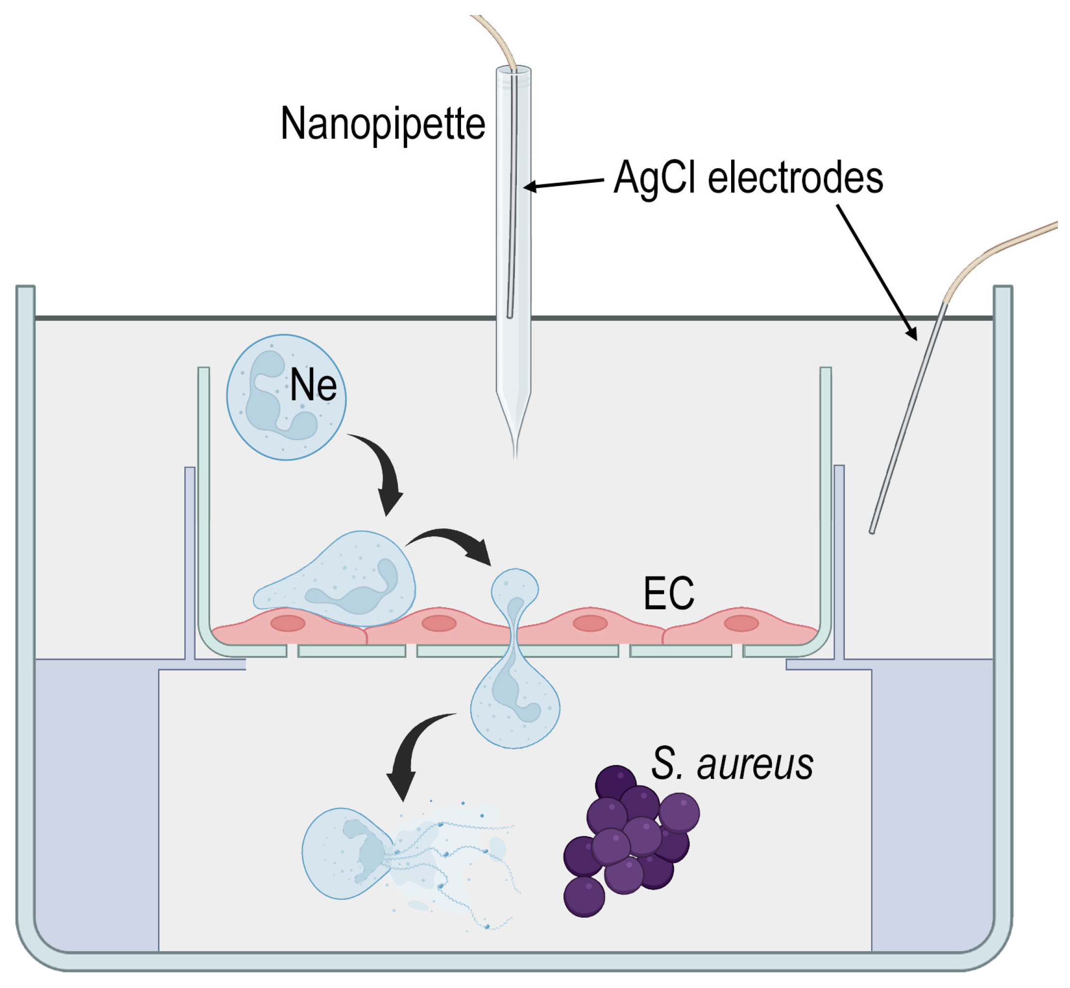 Cells 12 01806 g001 Cells 12 01806 g001