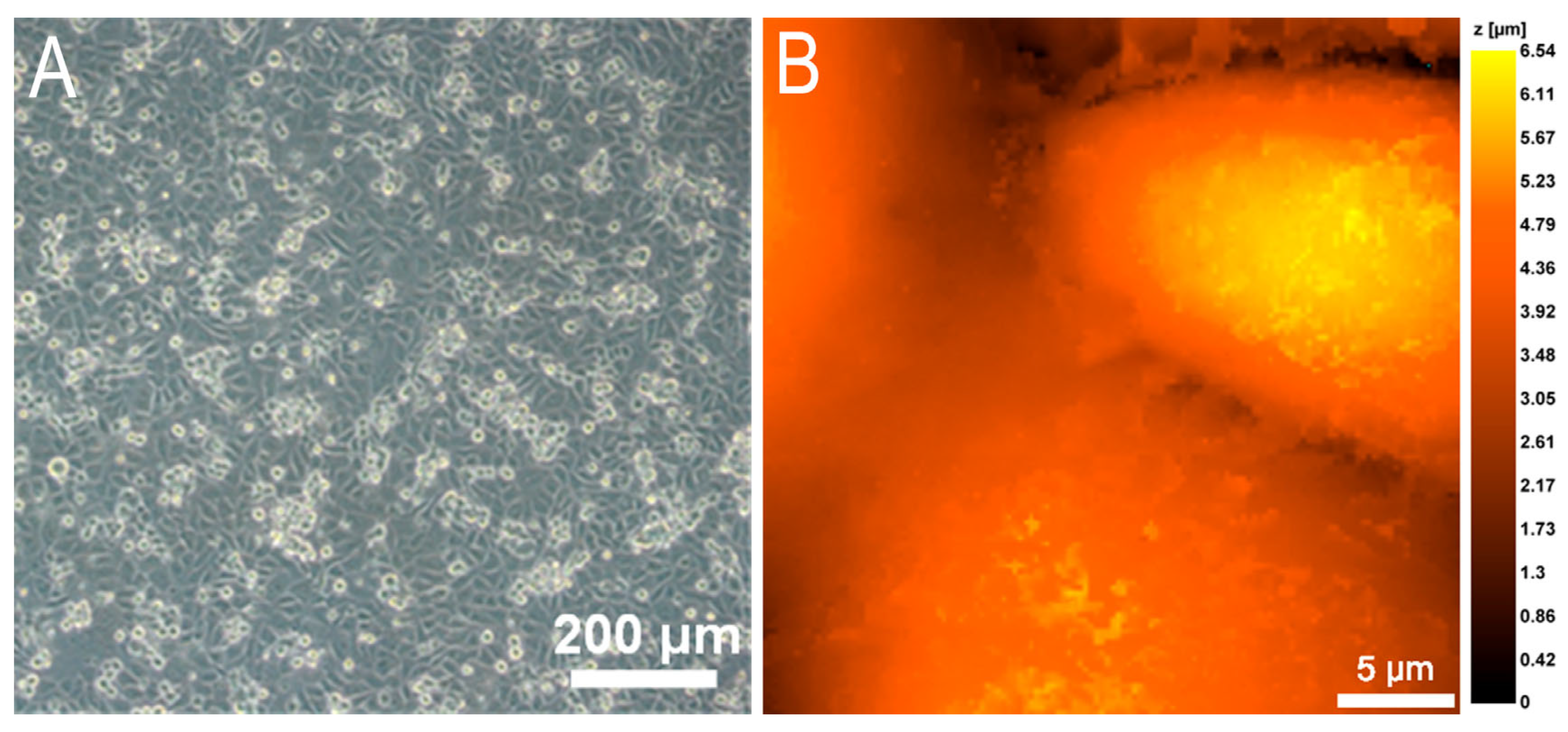 Cells 12 01806 g002 Cells 12 01806 g002