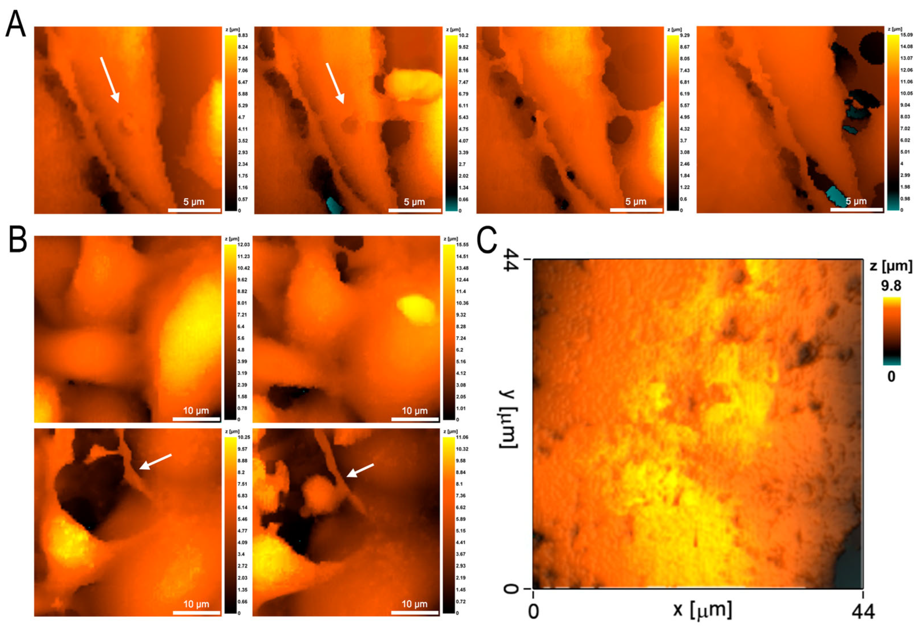 Cells 12 01806 g006 Cells 12 01806 g006