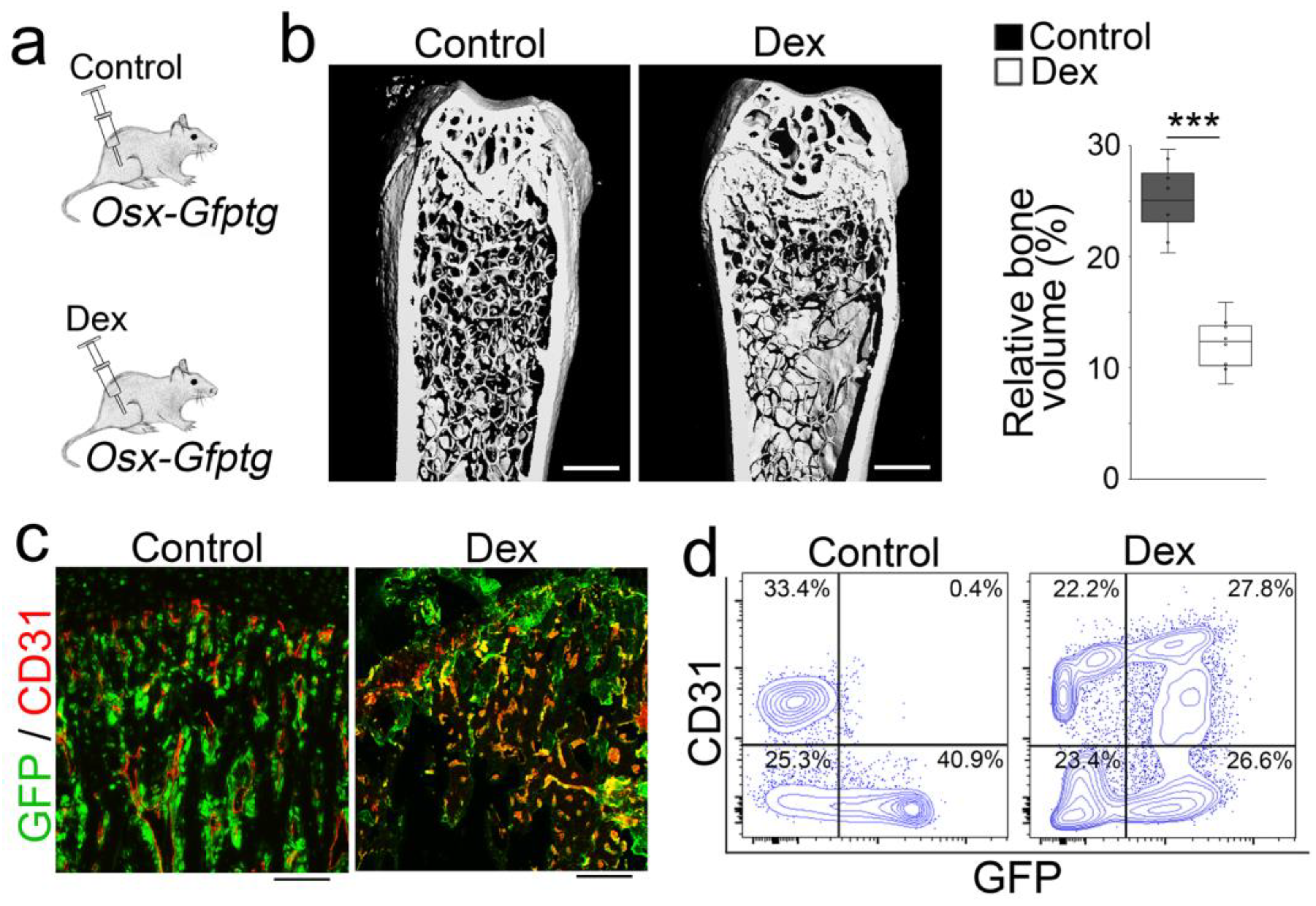 Cells 12 01810 g005 Cells 12 01810 g005