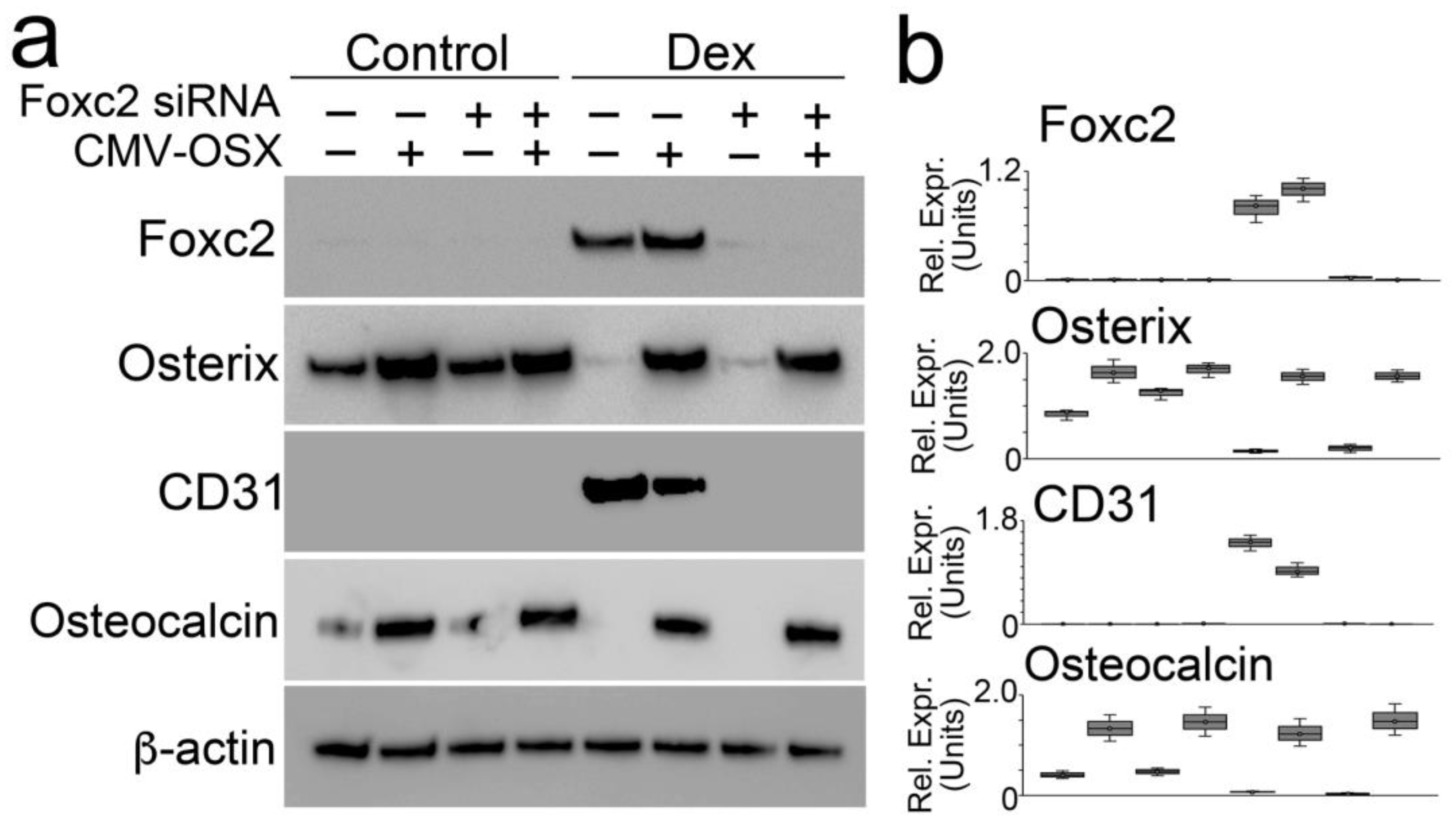 Cells 12 01810 g008 Cells 12 01810 g008