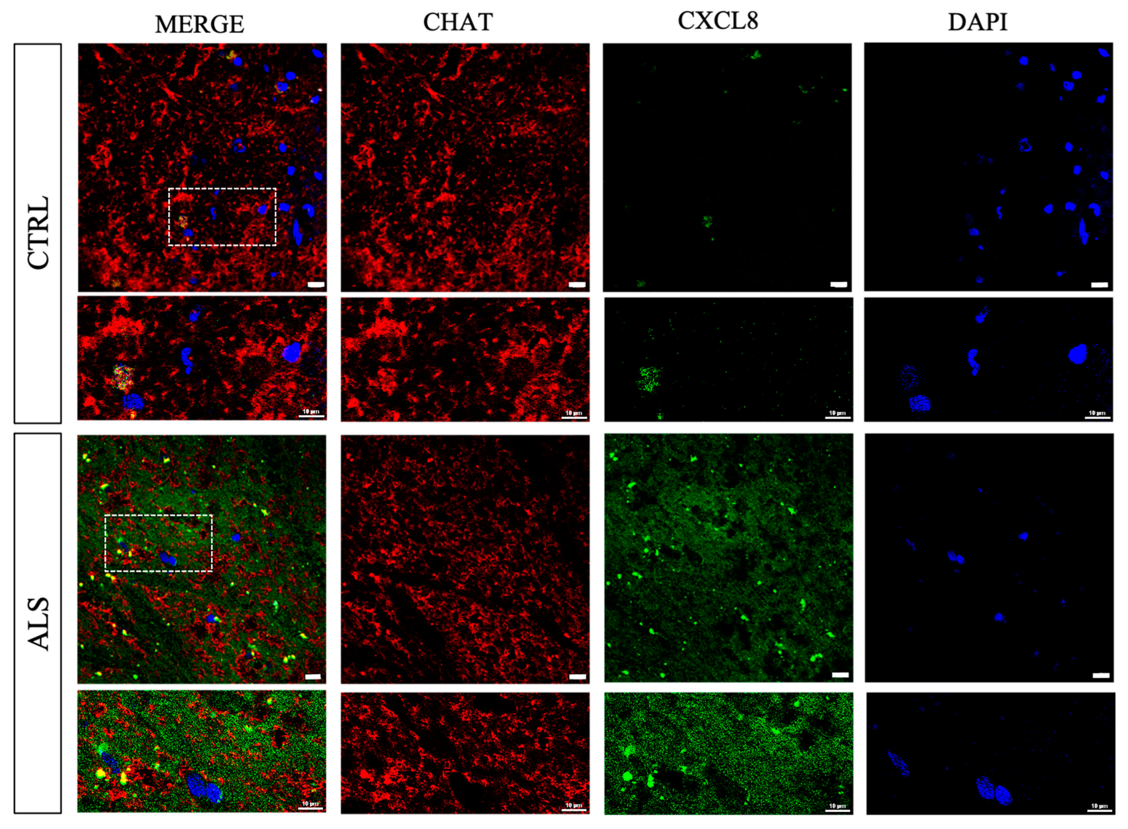 Cells 12 01813 g003 Cells 12 01813 g003
