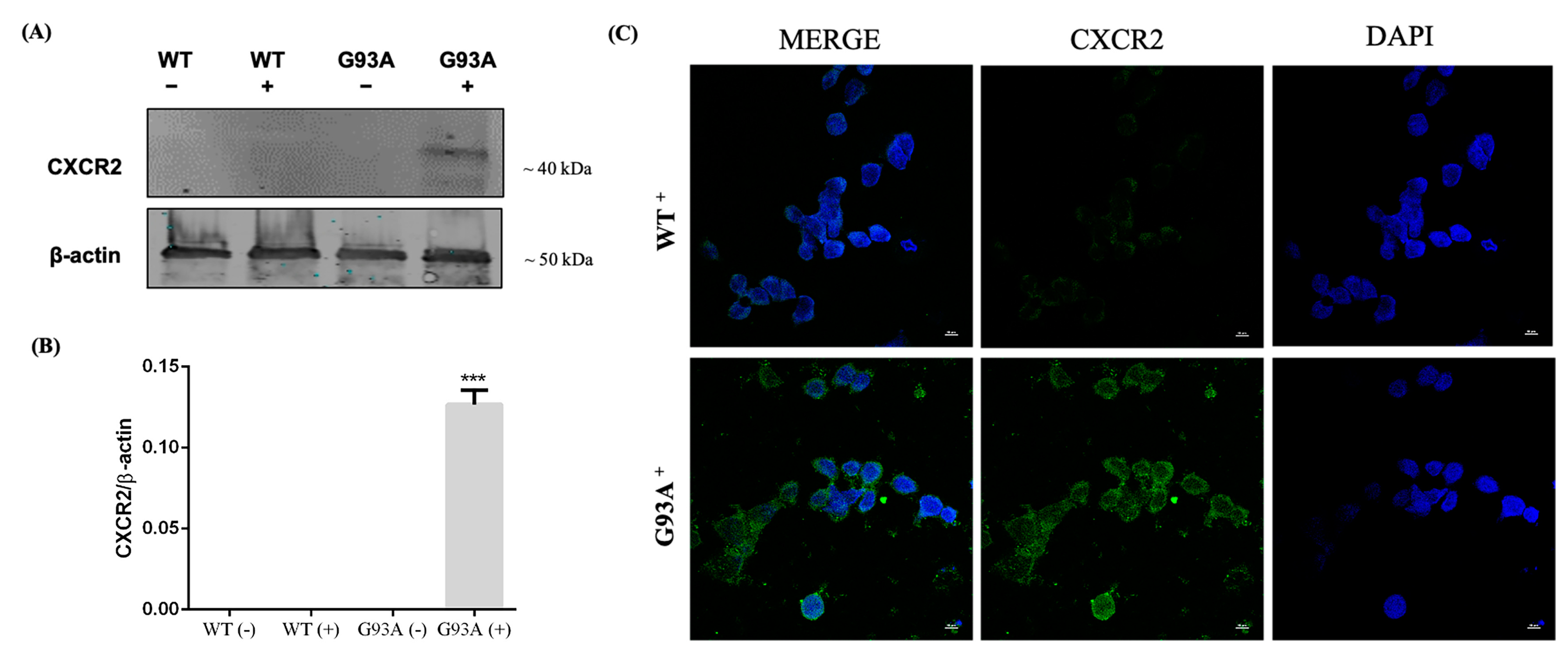 Cells 12 01813 g004 Cells 12 01813 g004