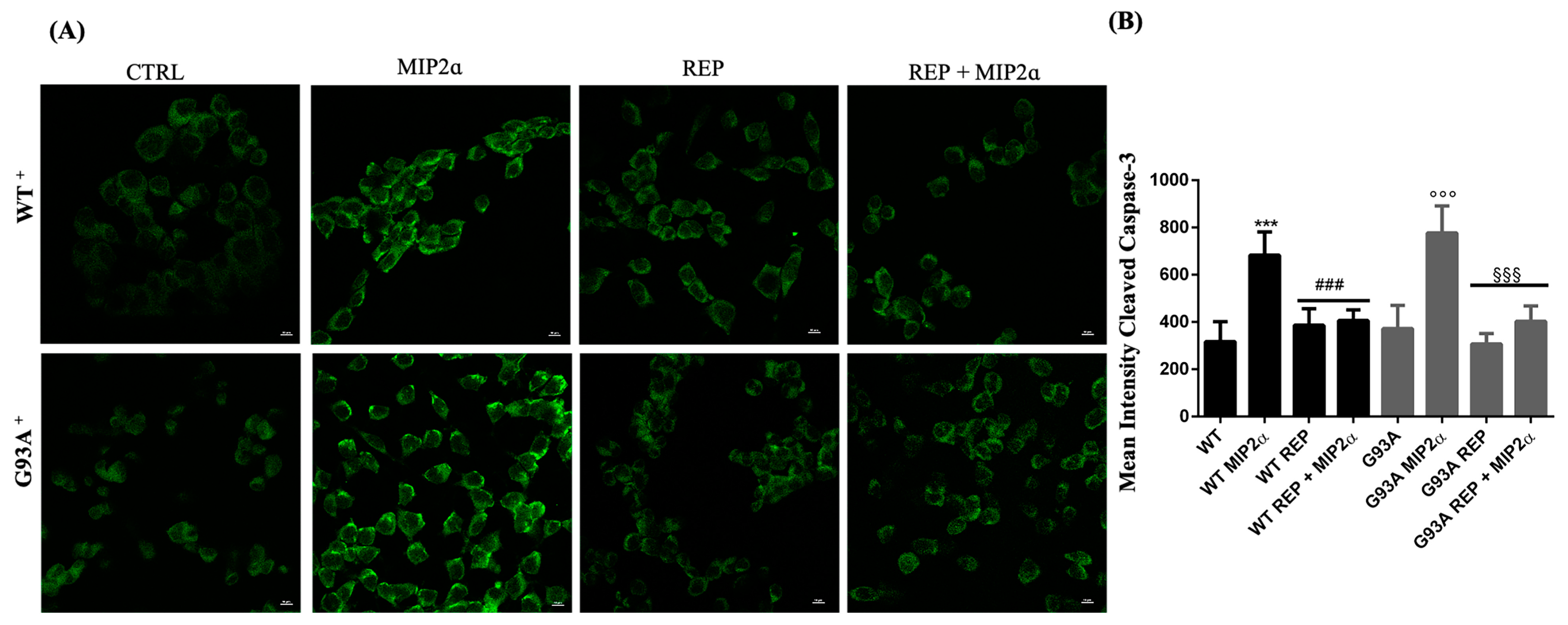 Cells 12 01813 g008 Cells 12 01813 g008