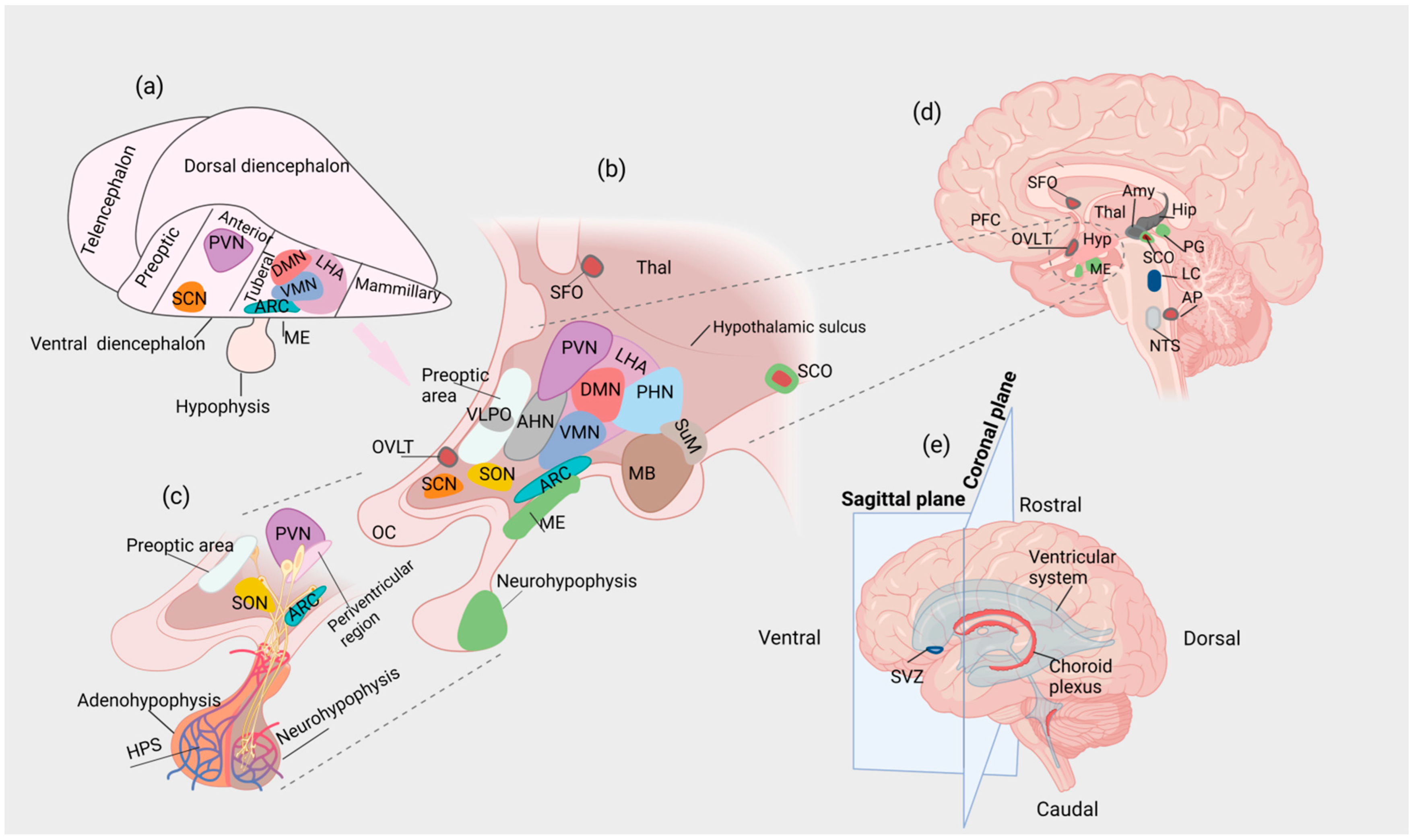 Neuroanatomical organization and functional roles of PVN MC4R pathways in  physiological and behavioral regulations