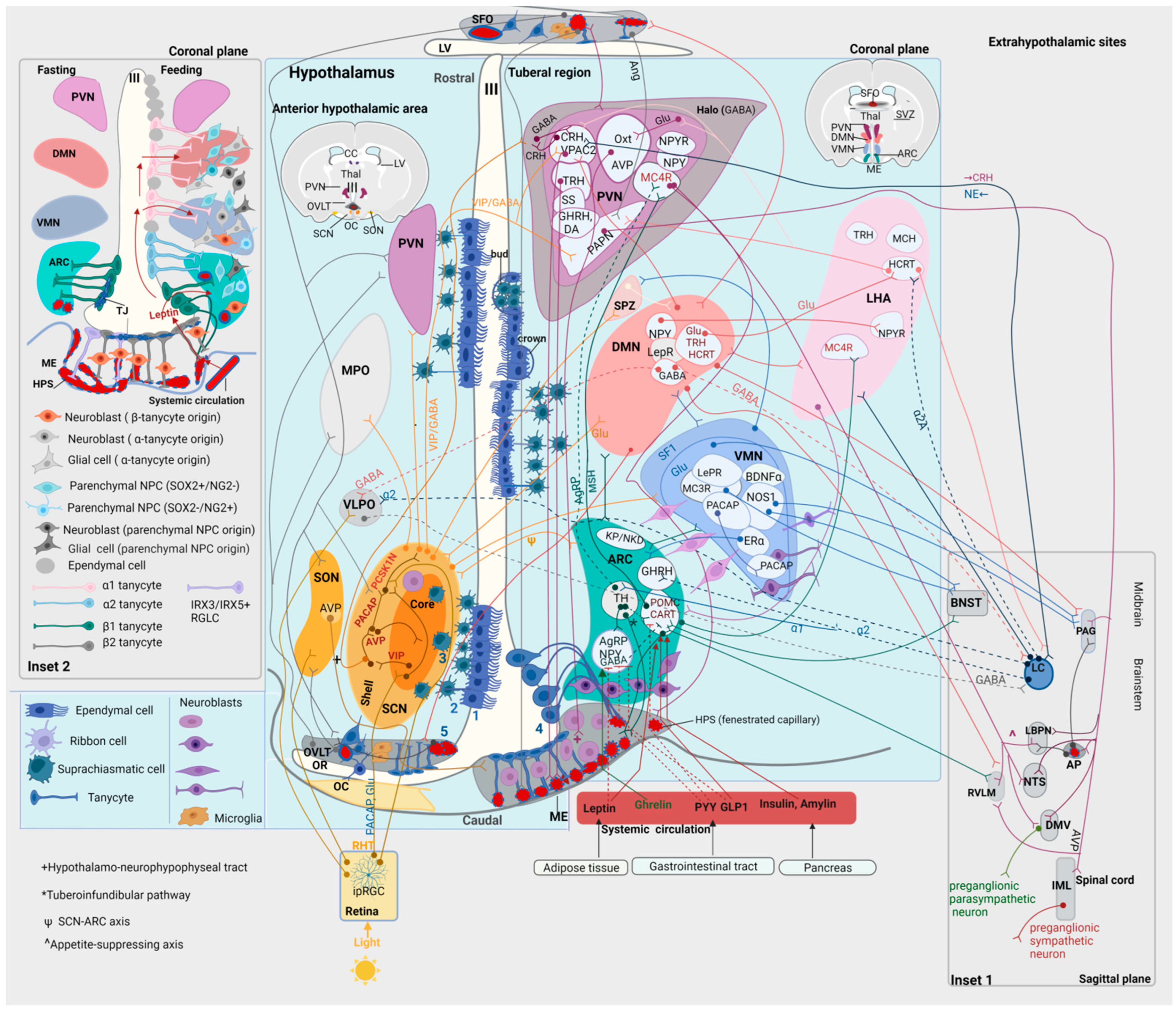 Cells 12 01822 g002 Cells 12 01822 g002