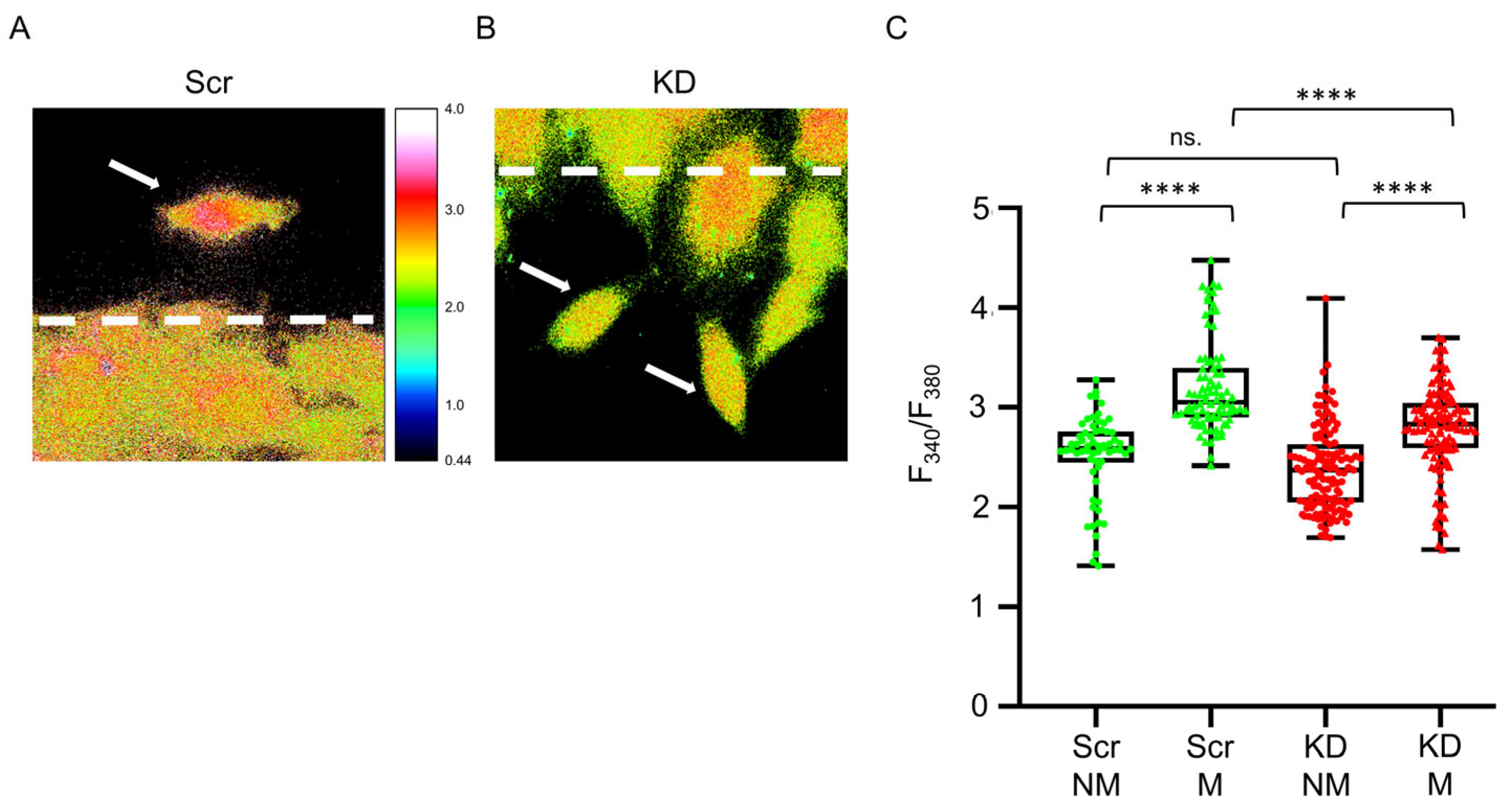 Cells 12 01825 g003 Cells 12 01825 g003