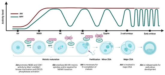 A Role of PI3K/Akt Signaling in Oocyte Maturation and Early Embryo ...