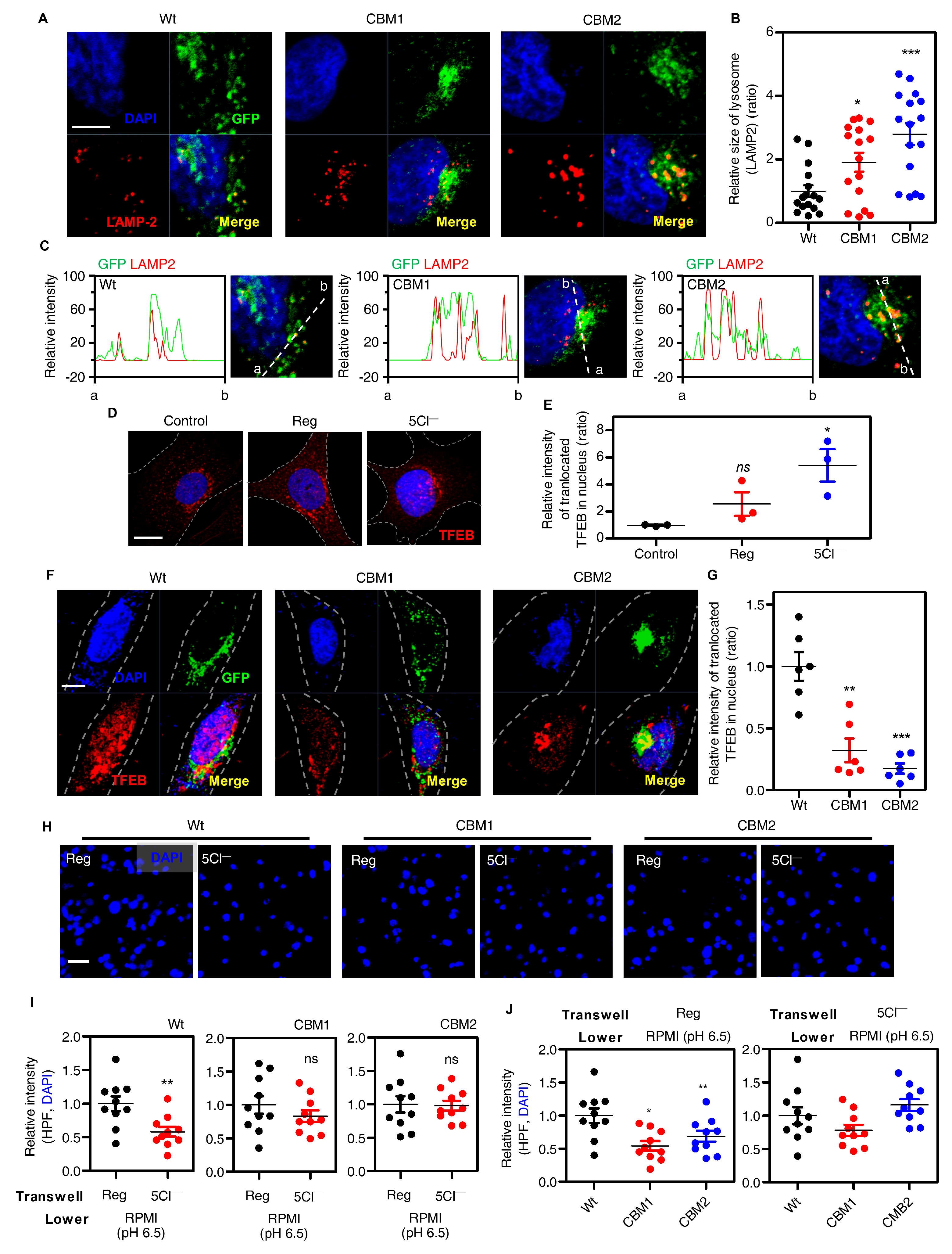Cells 12 01835 g004 Cells 12 01835 g004