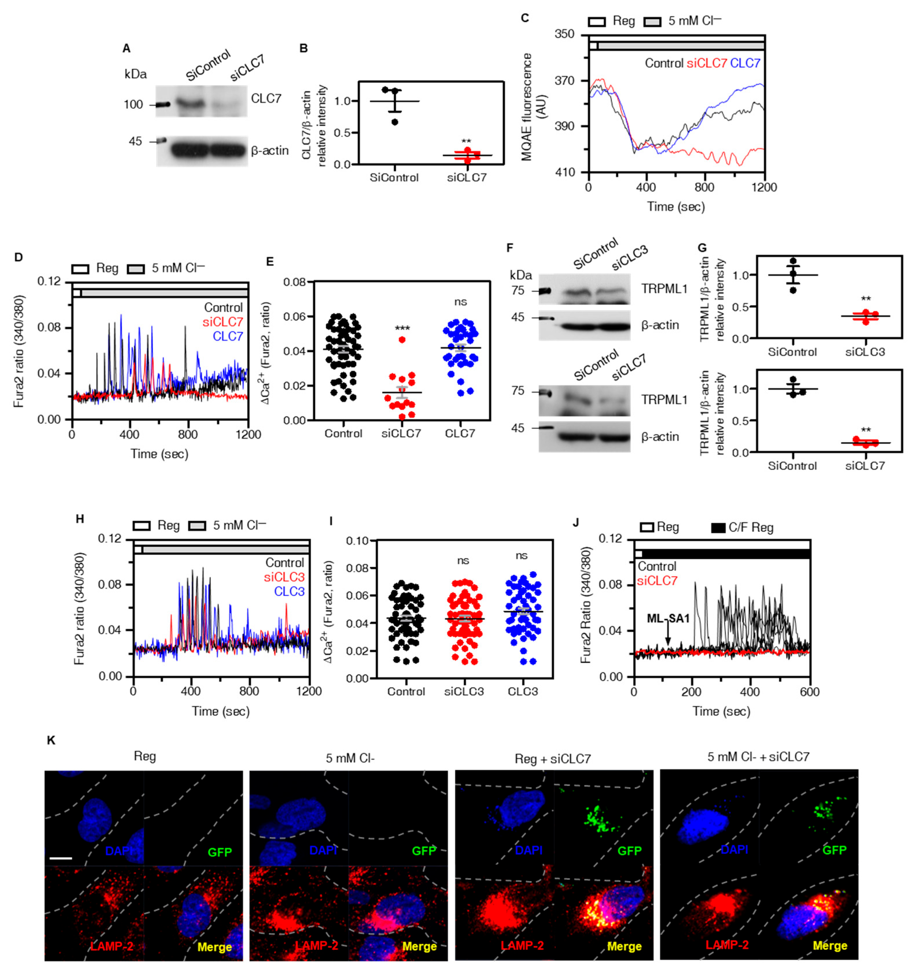 Cells 12 01835 g005 Cells 12 01835 g005