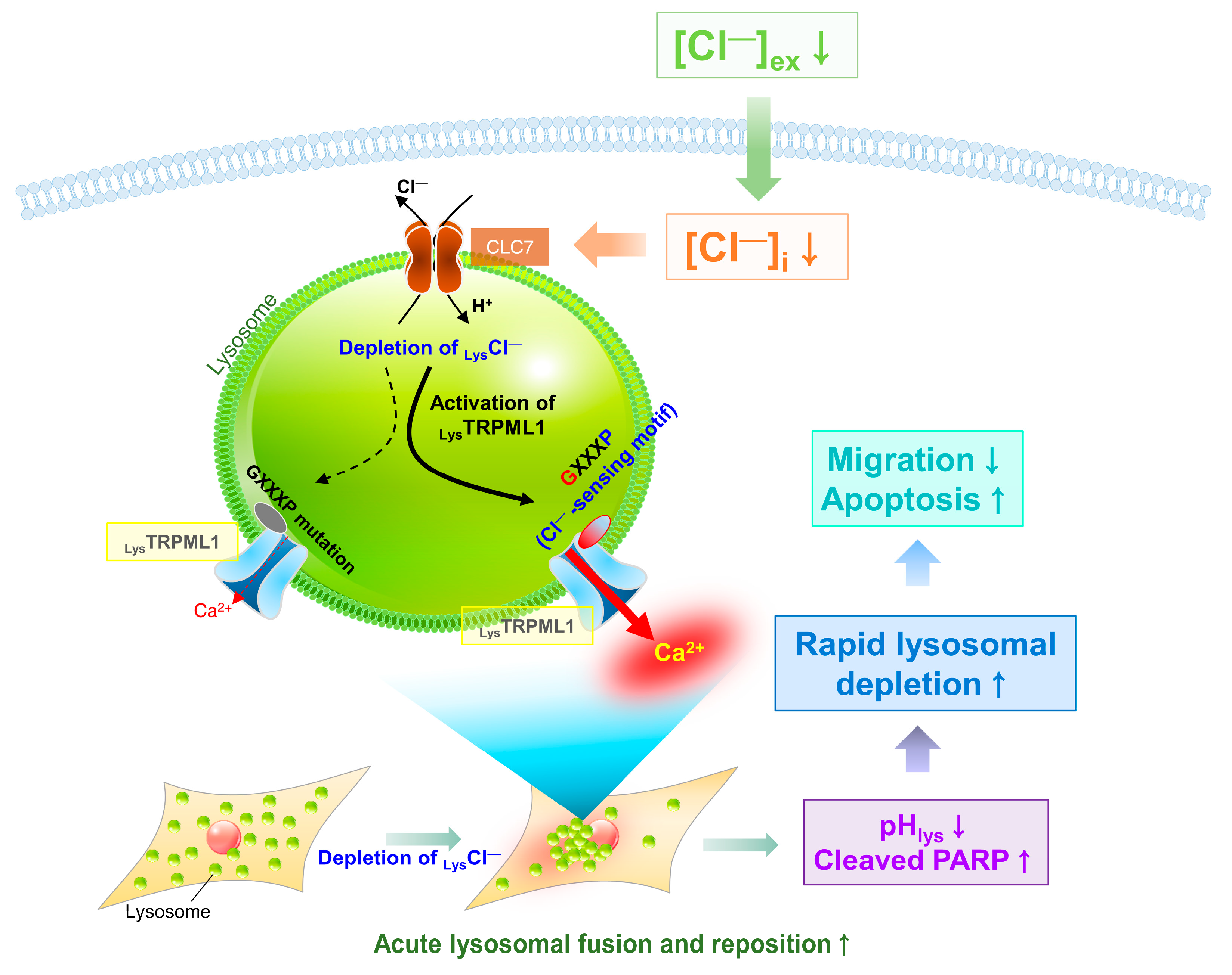 Cells 12 01835 g008 Cells 12 01835 g008