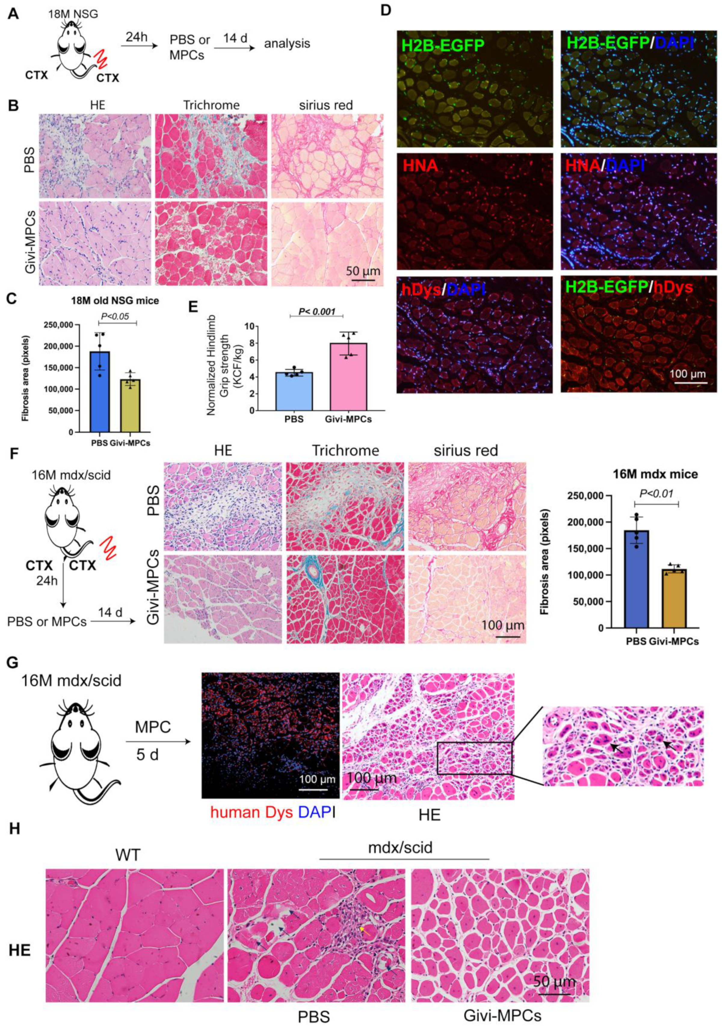 Cells 12 01837 g005 Cells 12 01837 g005