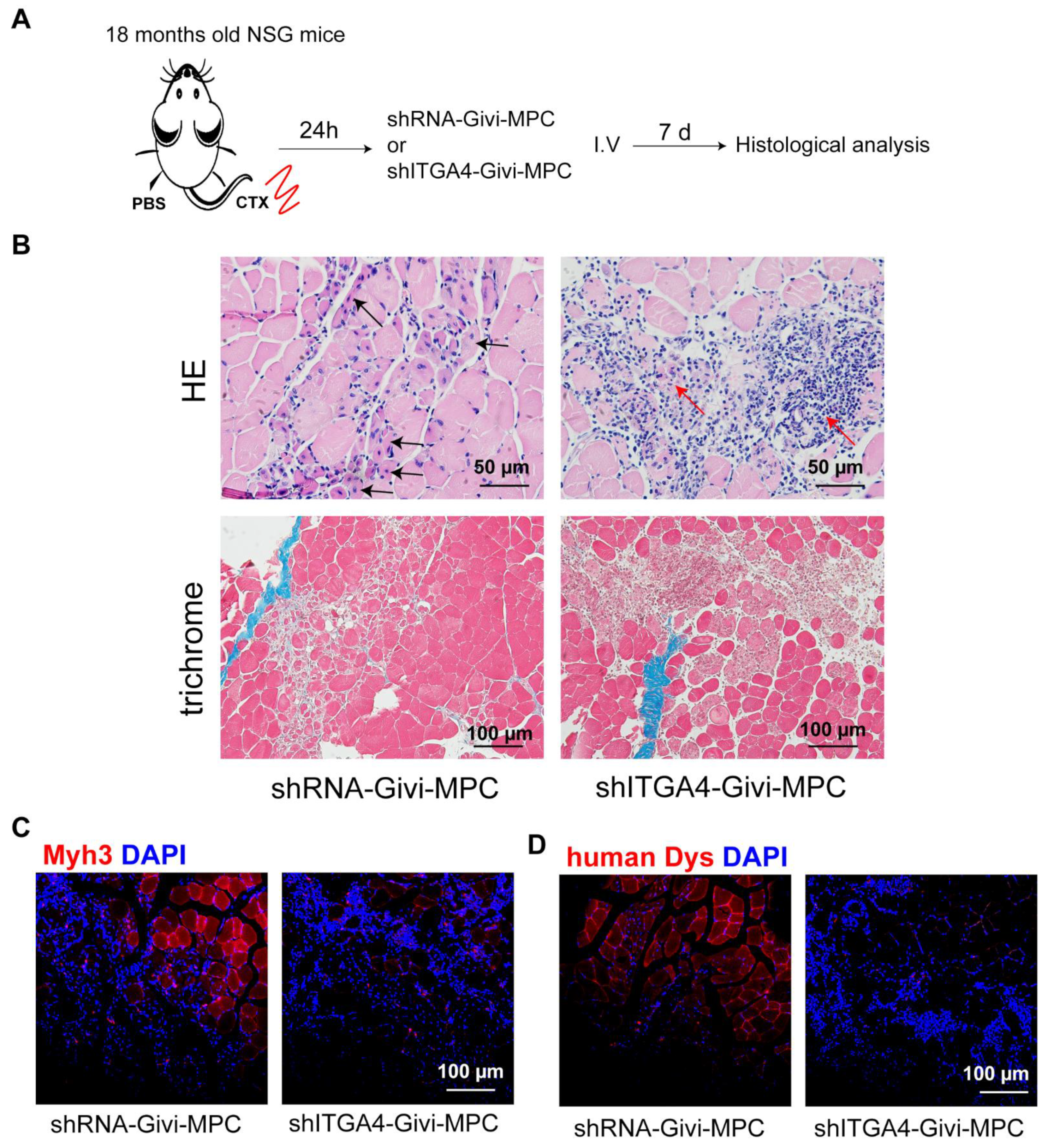 Cells 12 01837 g006 Cells 12 01837 g006