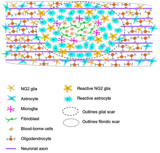 Understanding the Role of the Glial Scar through the Depletion of Glial ...