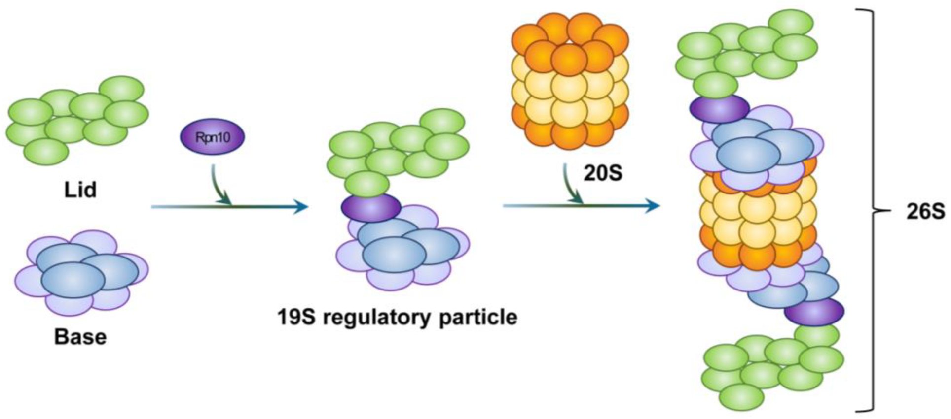 An abundance of free regulatory (19S) proteasome particles