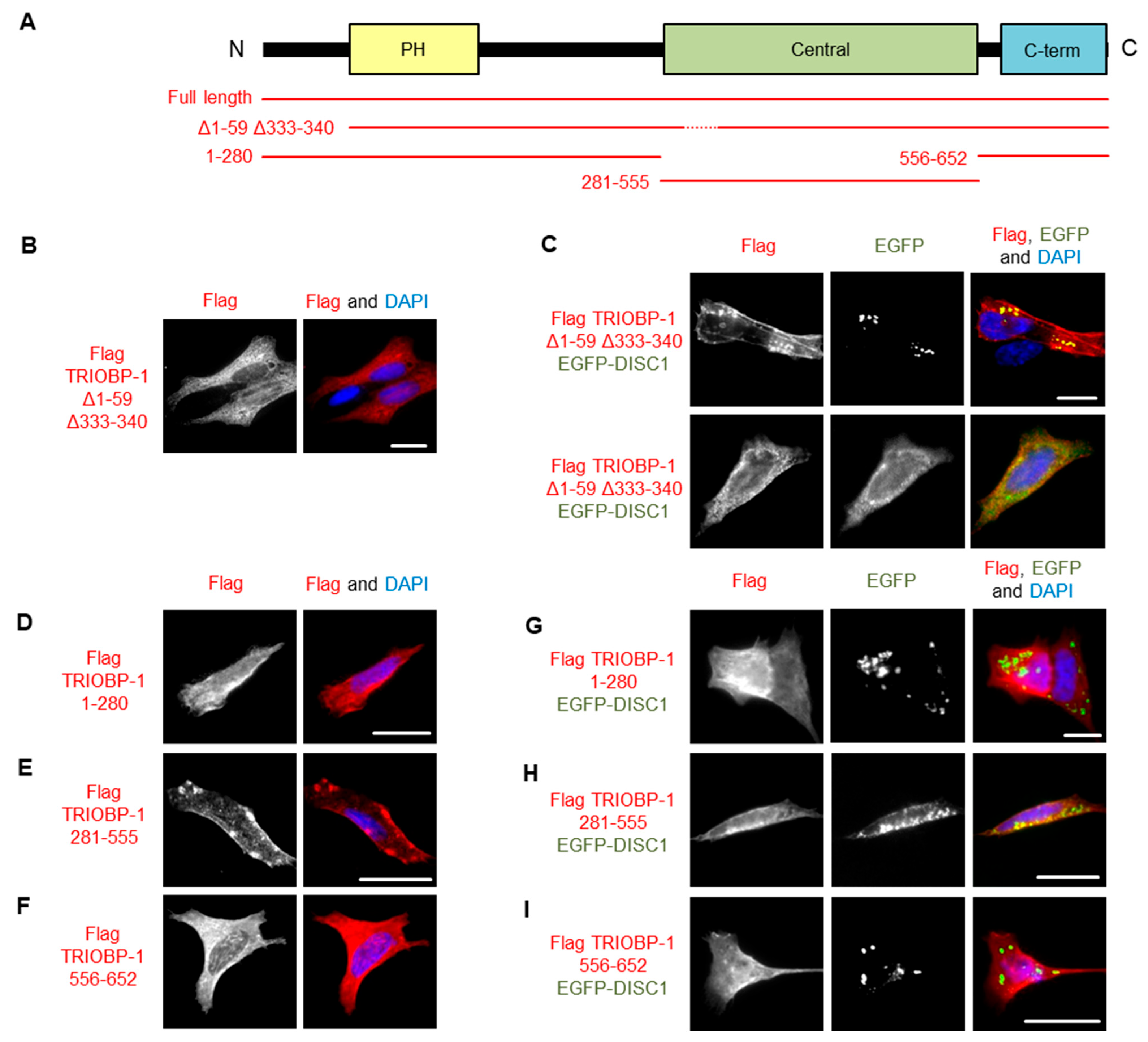 Cells 12 01848 g007 Cells 12 01848 g007