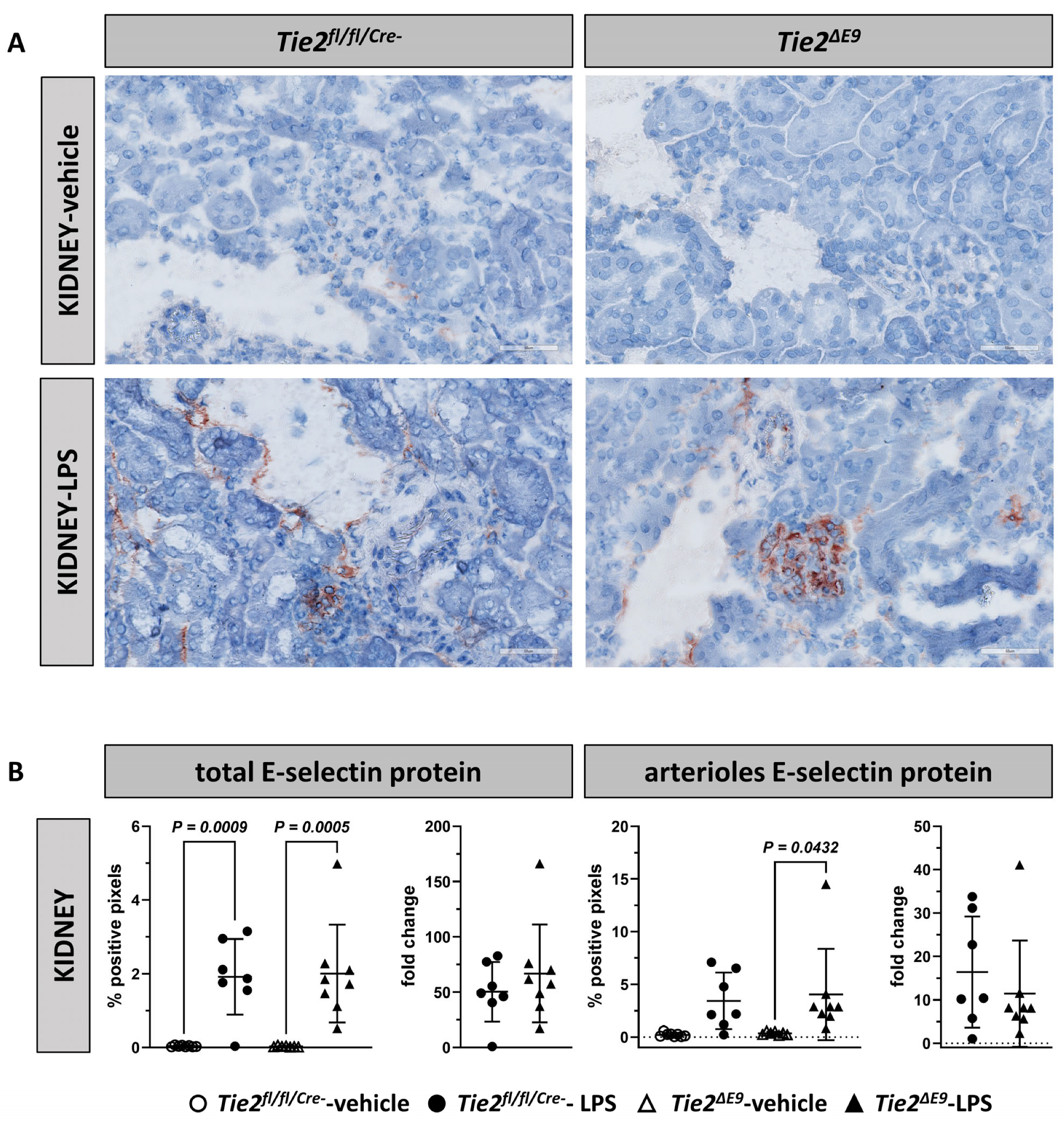 Cells 12 01850 g003a Cells 12 01850 g003a