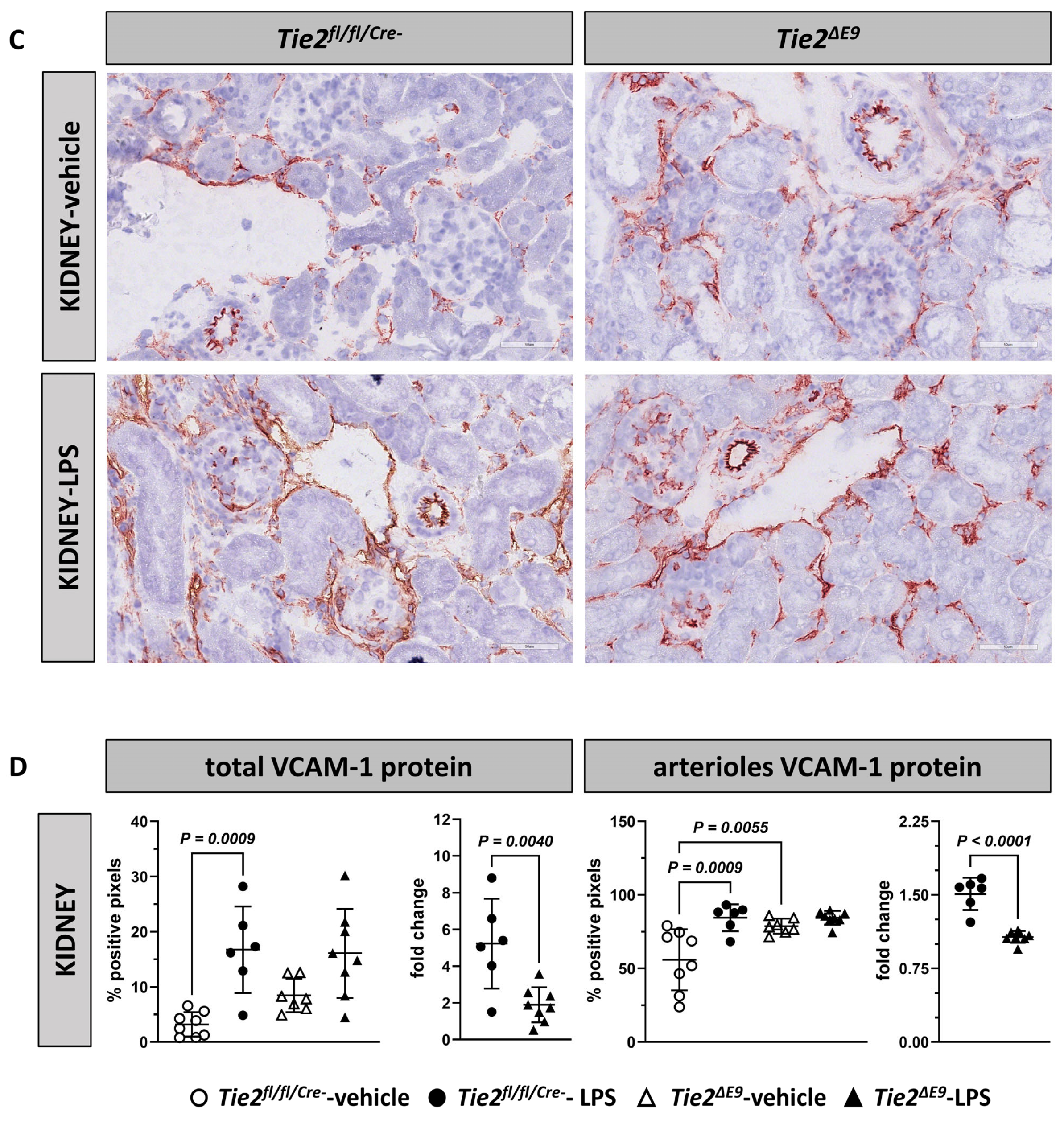 Cells 12 01850 g003b Cells 12 01850 g003b