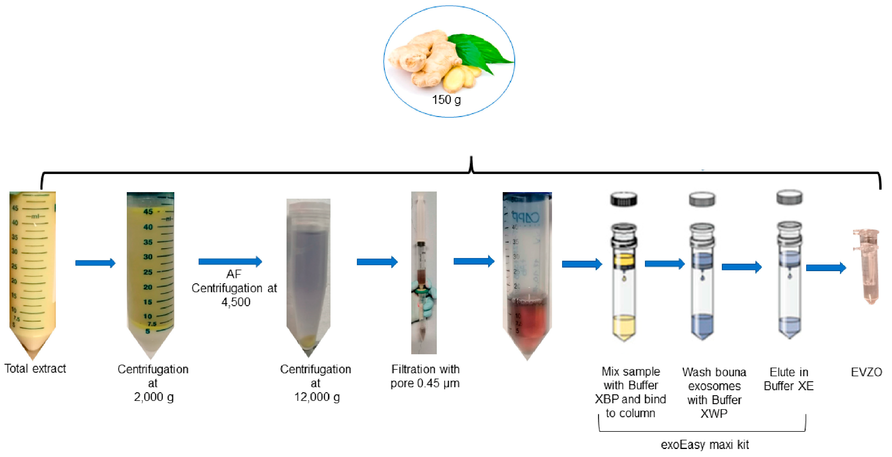 Cells 12 01852 g001 Cells 12 01852 g001
