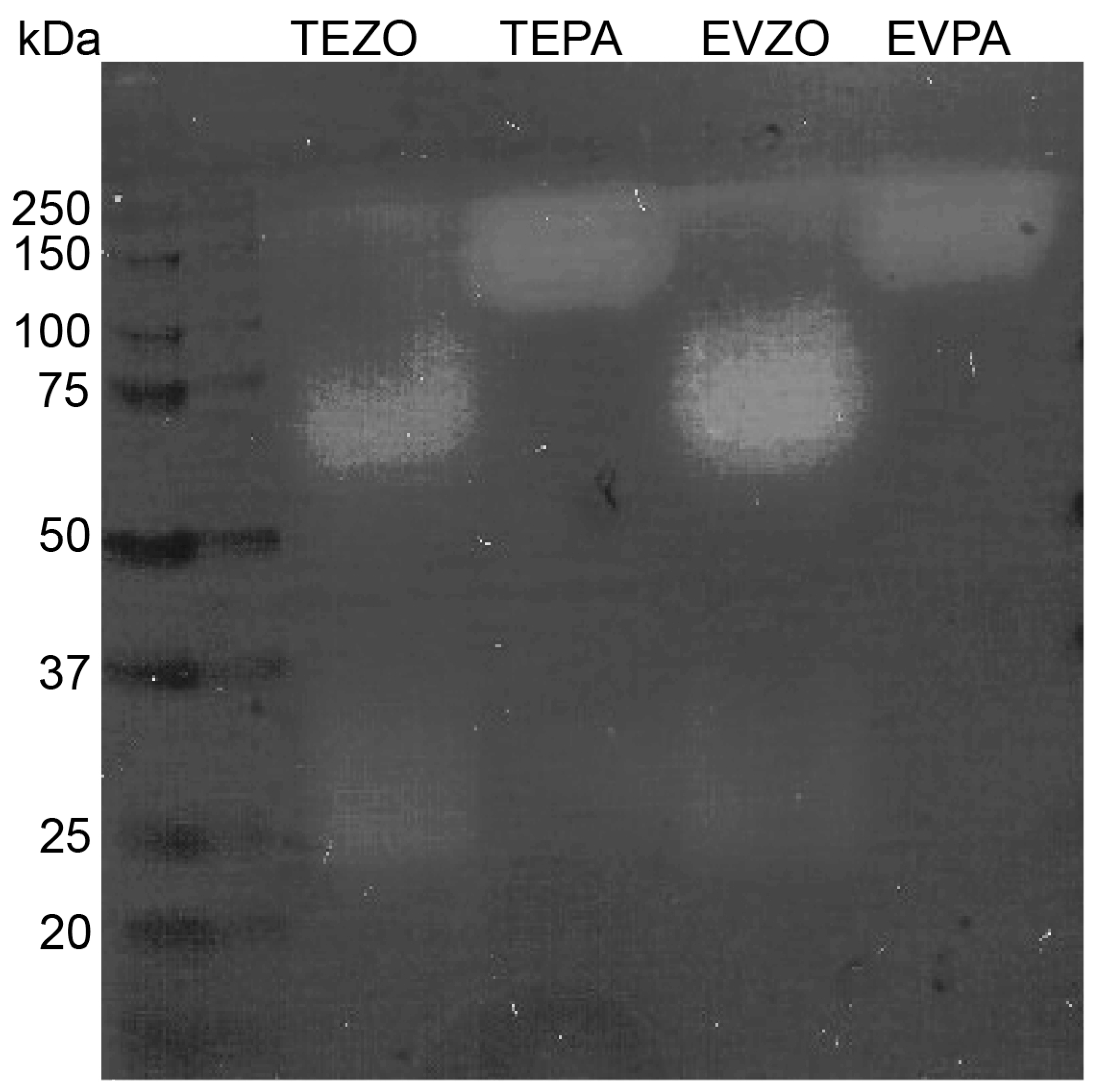 Cells 12 01852 g006 Cells 12 01852 g006