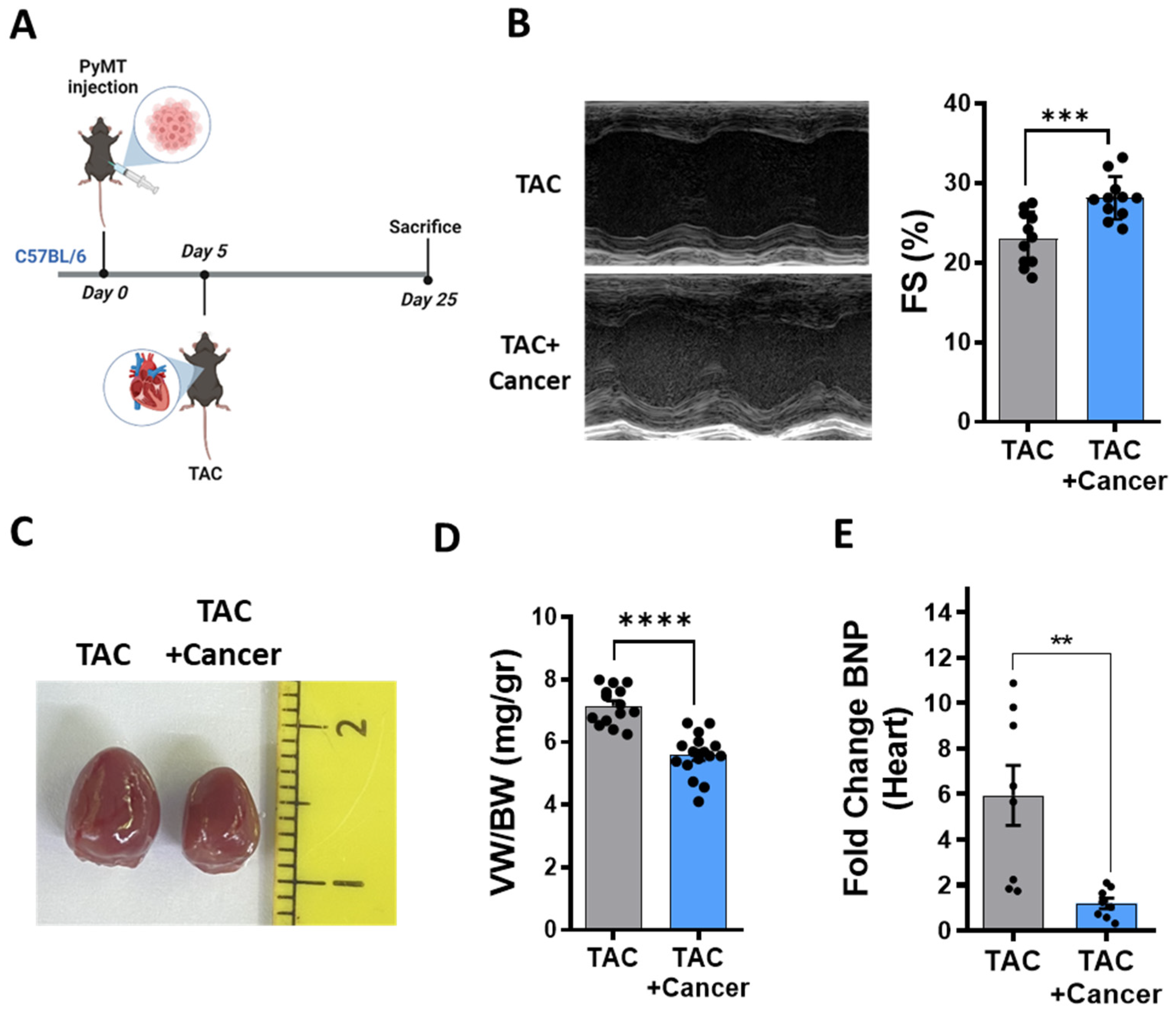 Cells 12 01853 g001 Cells 12 01853 g001