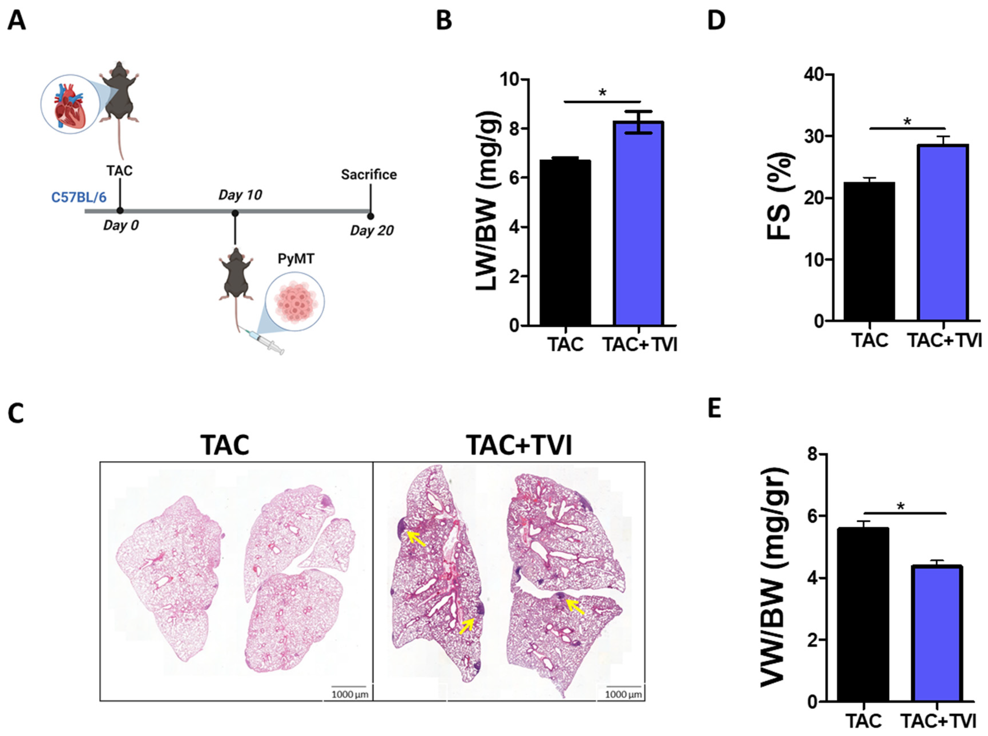 Cells 12 01853 g003 Cells 12 01853 g003