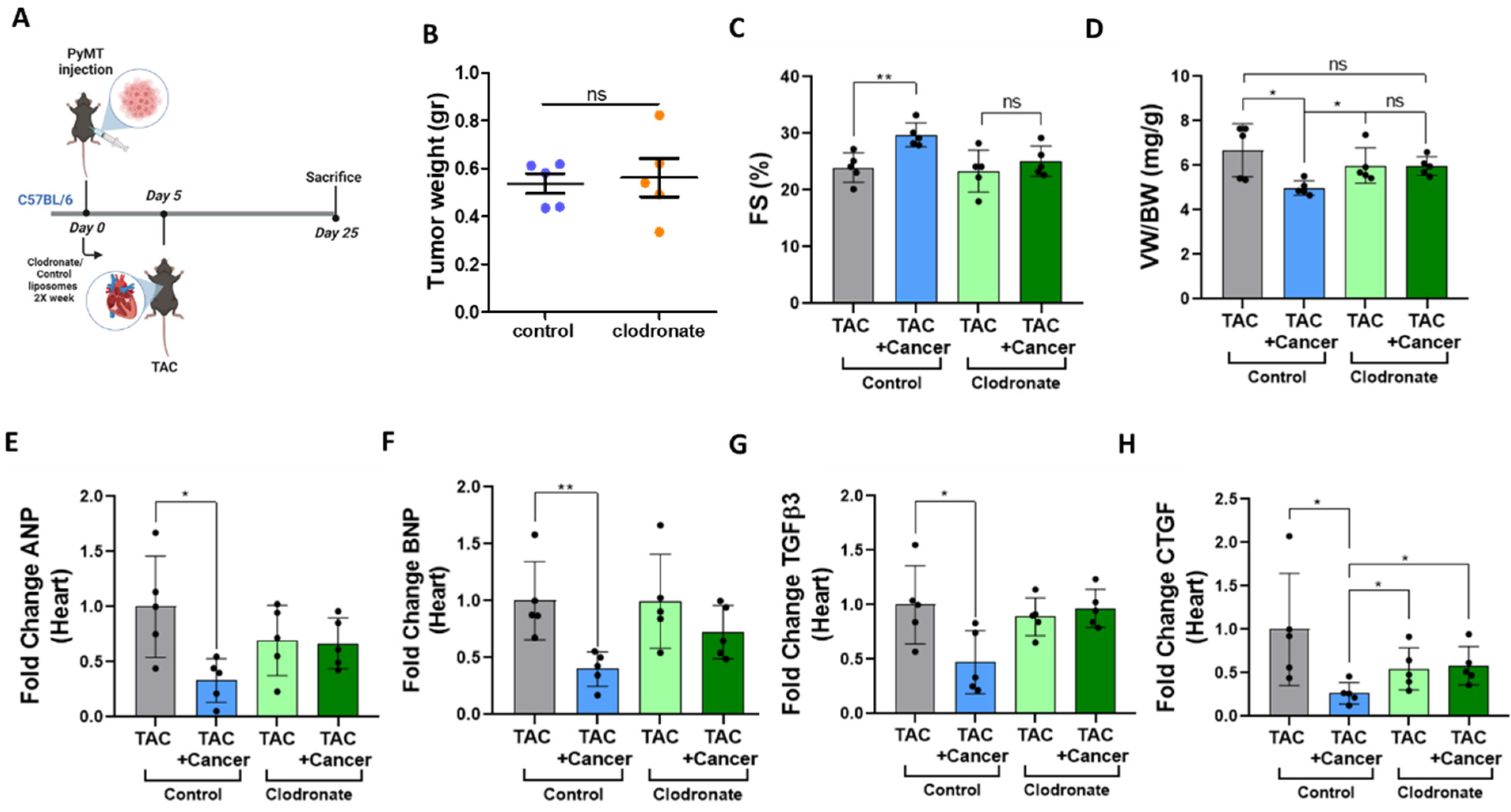 Cells 12 01853 g005 Cells 12 01853 g005