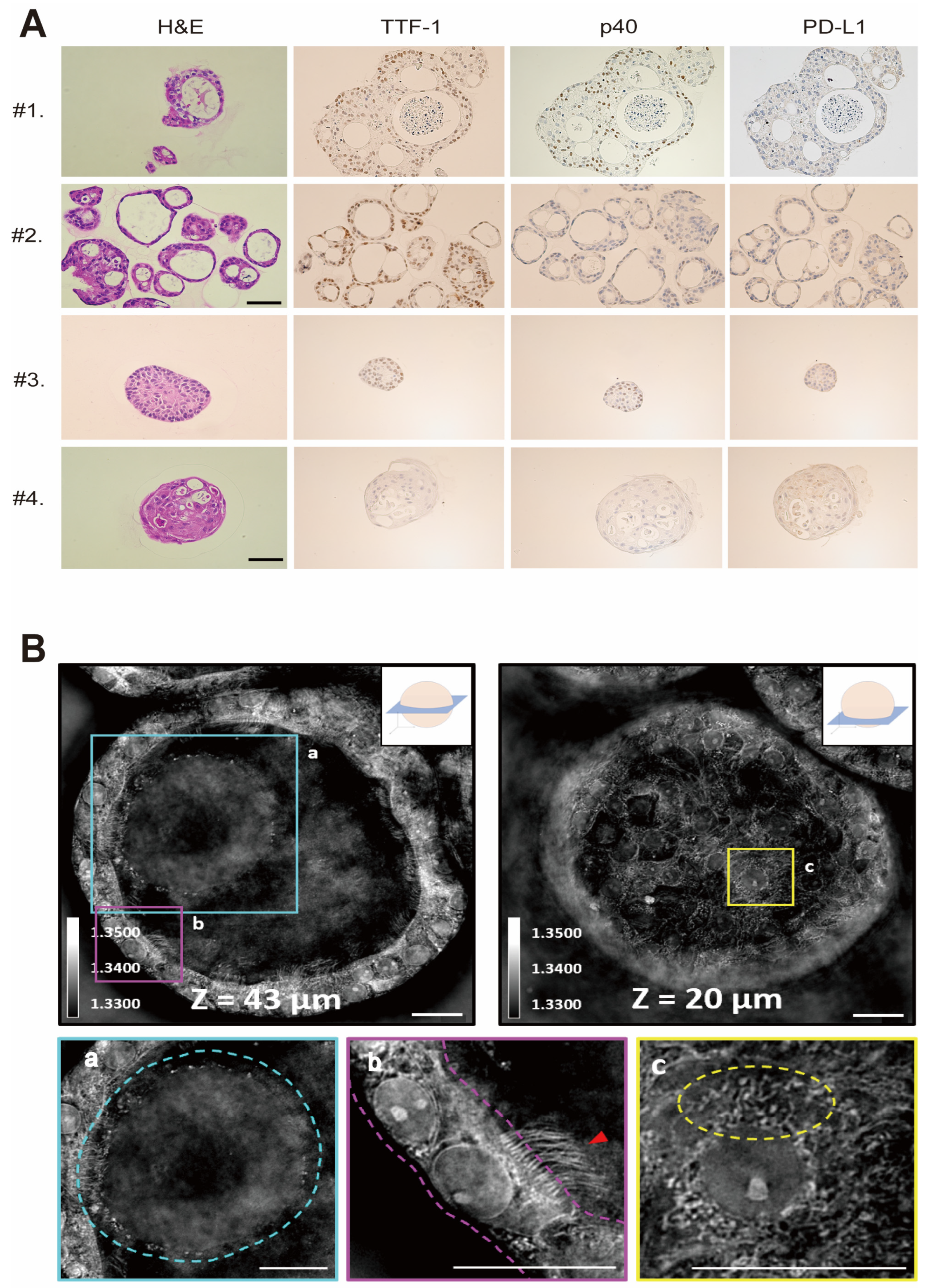 Cells 12 01854 g002 Cells 12 01854 g002