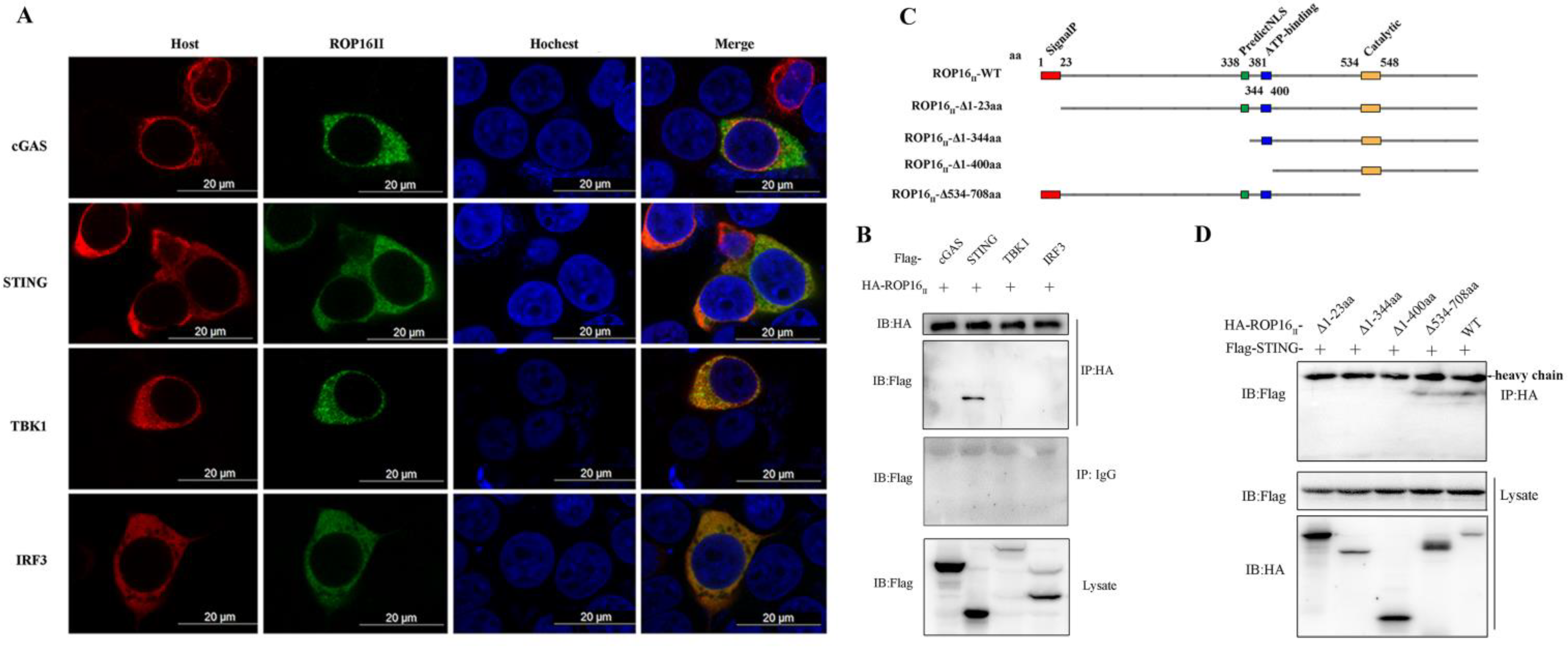 Cells 12 01862 g004 Cells 12 01862 g004