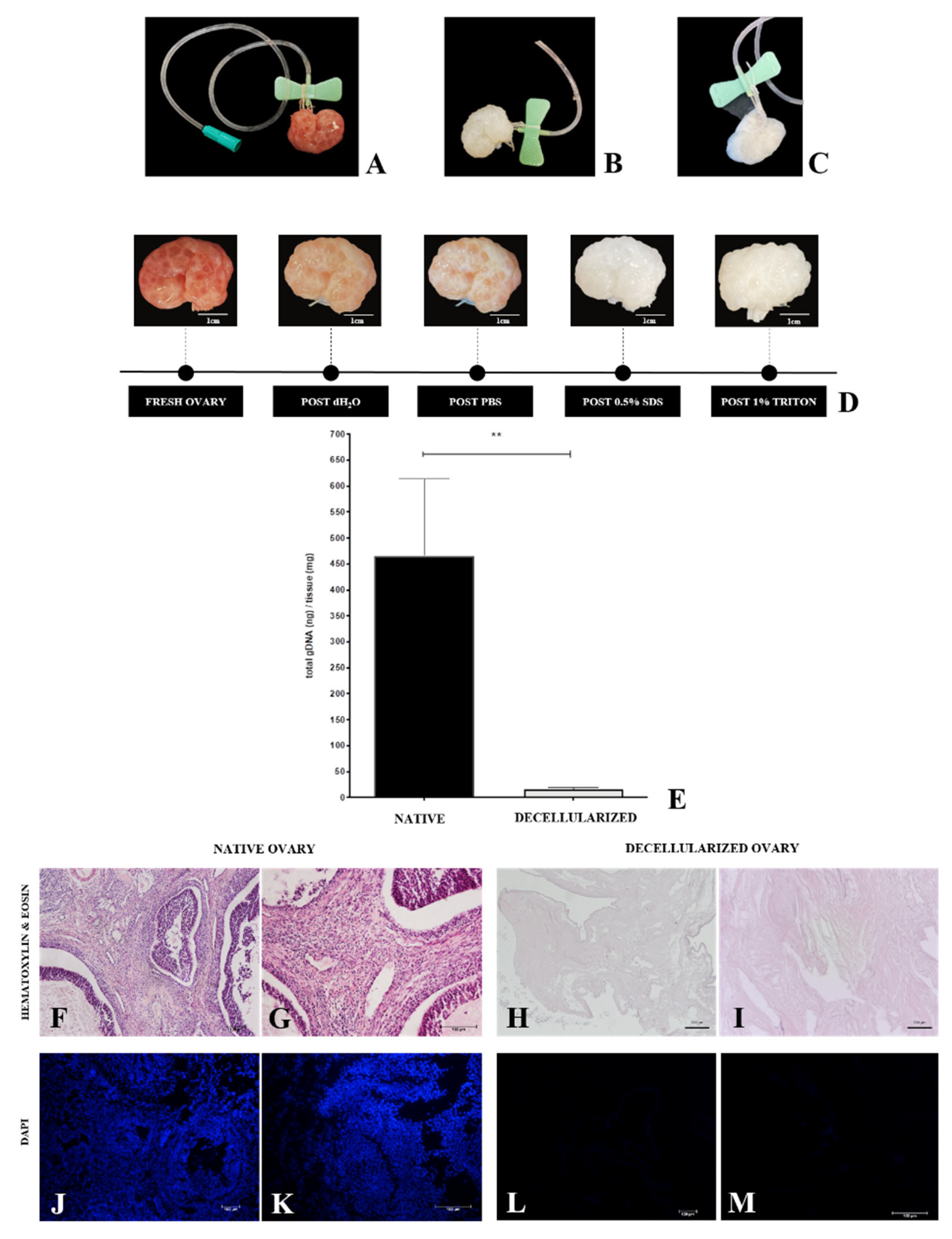 Cells 12 01864 g002 Cells 12 01864 g002