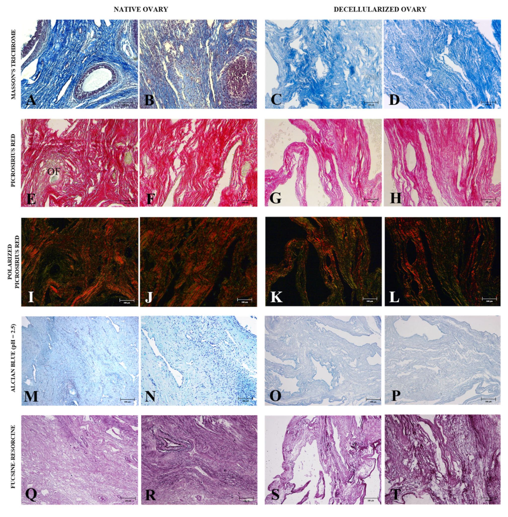 Cells 12 01864 g003 Cells 12 01864 g003