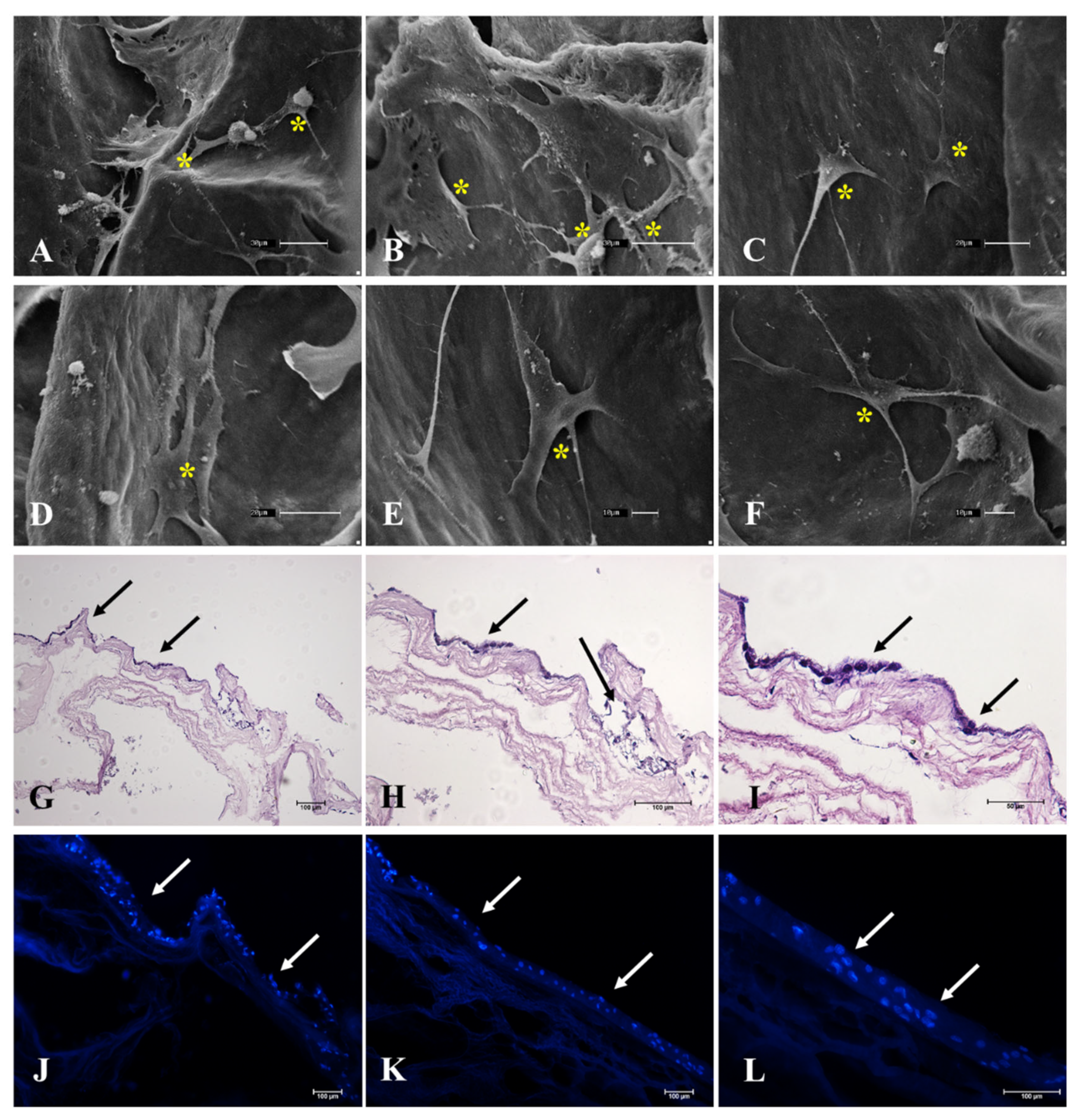 Cells 12 01864 g010 Cells 12 01864 g010