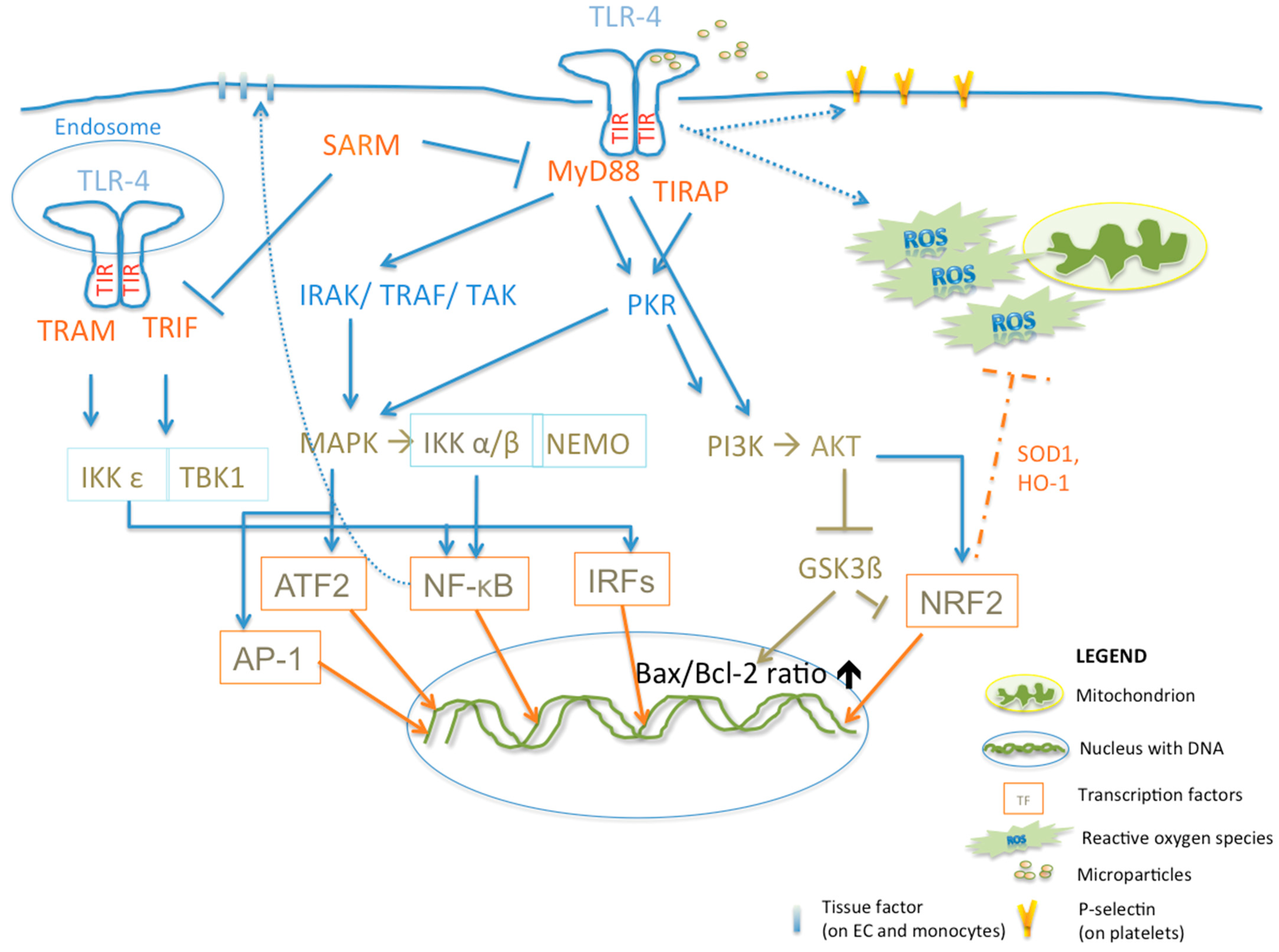 Cells 12 01865 g001 Cells 12 01865 g001