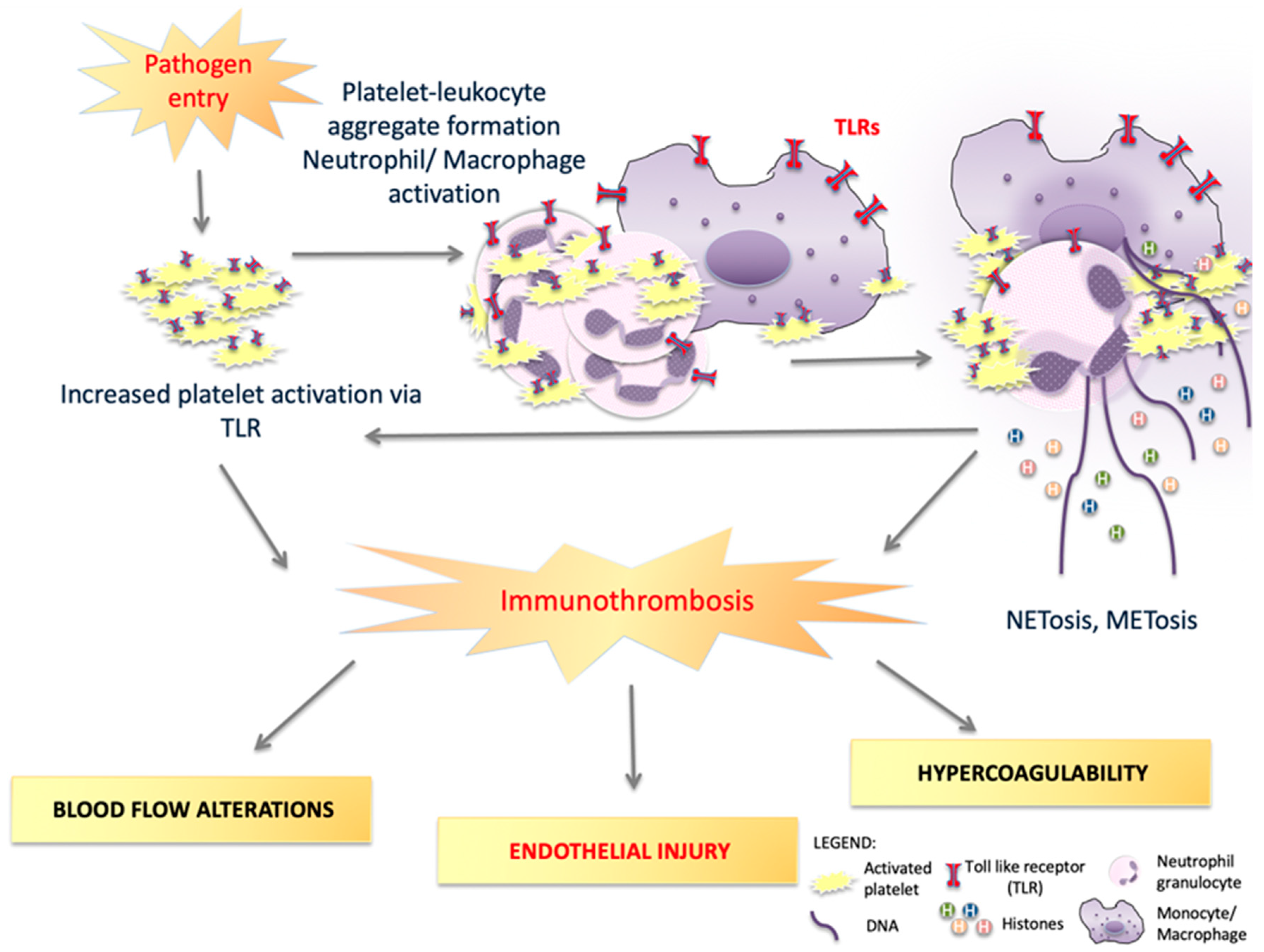 Cells 12 01865 g002 Cells 12 01865 g002