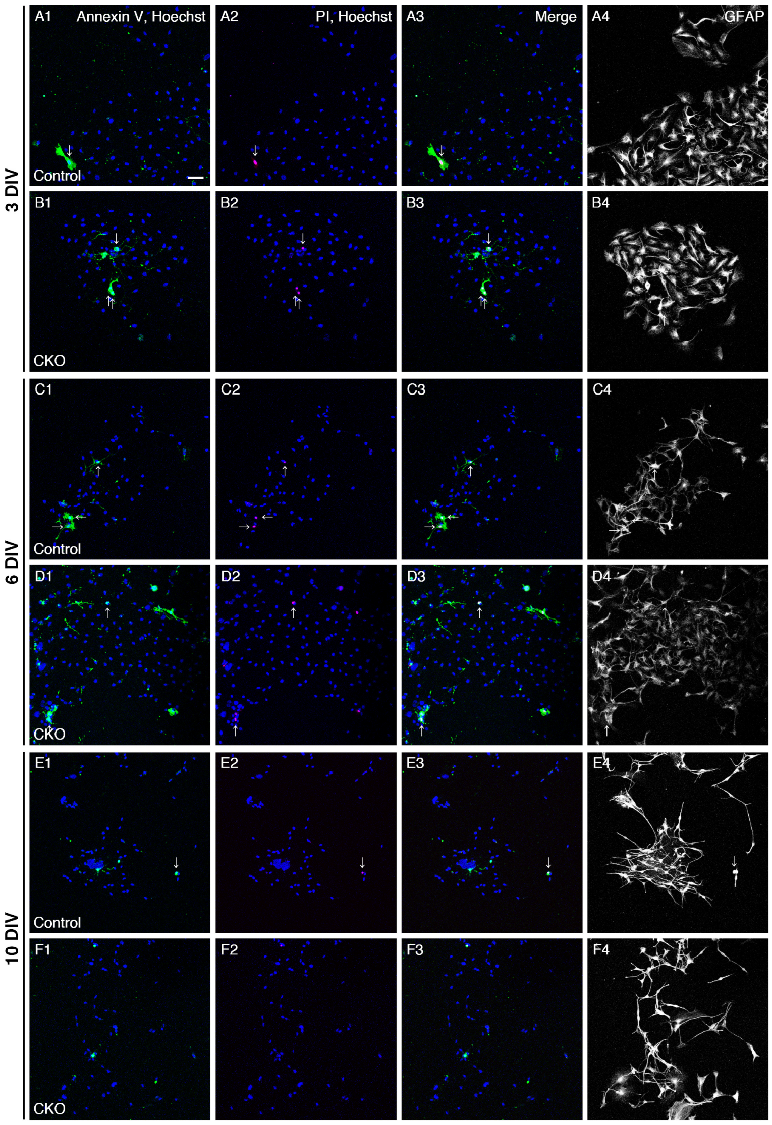 Cells 12 01867 g002a Cells 12 01867 g002a