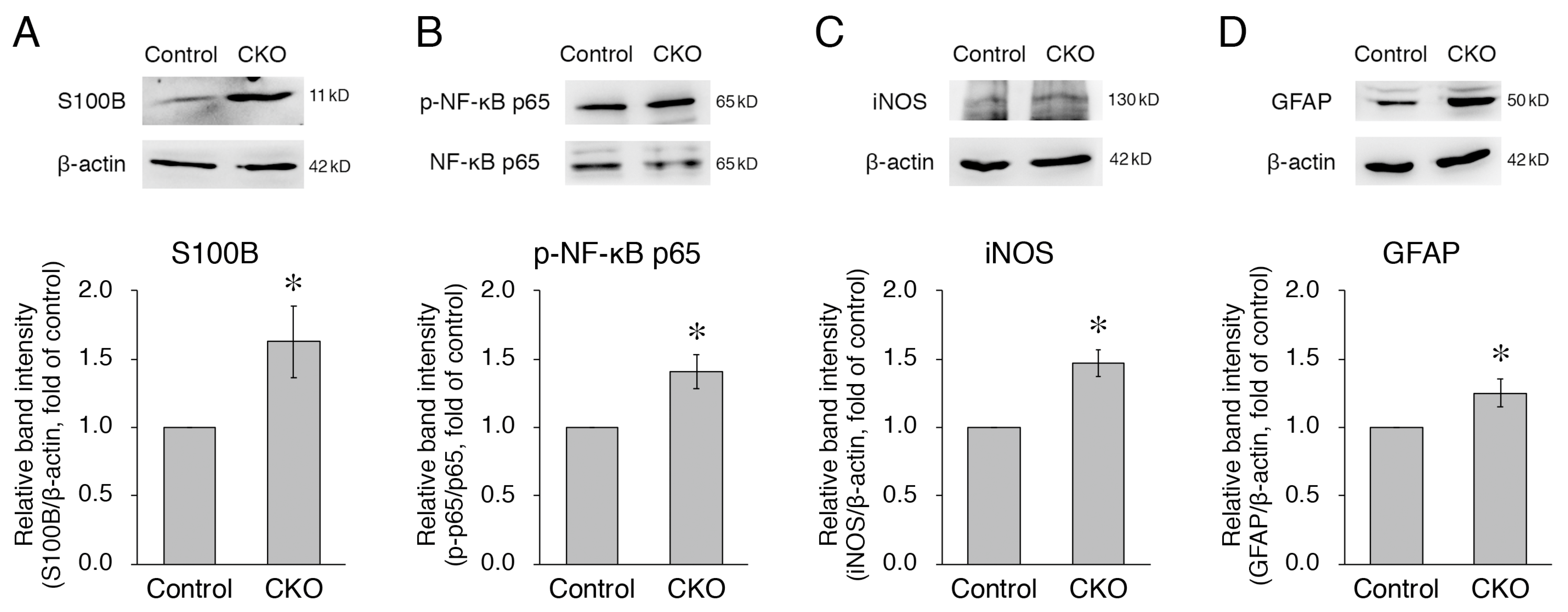 Cells 12 01867 g003 Cells 12 01867 g003