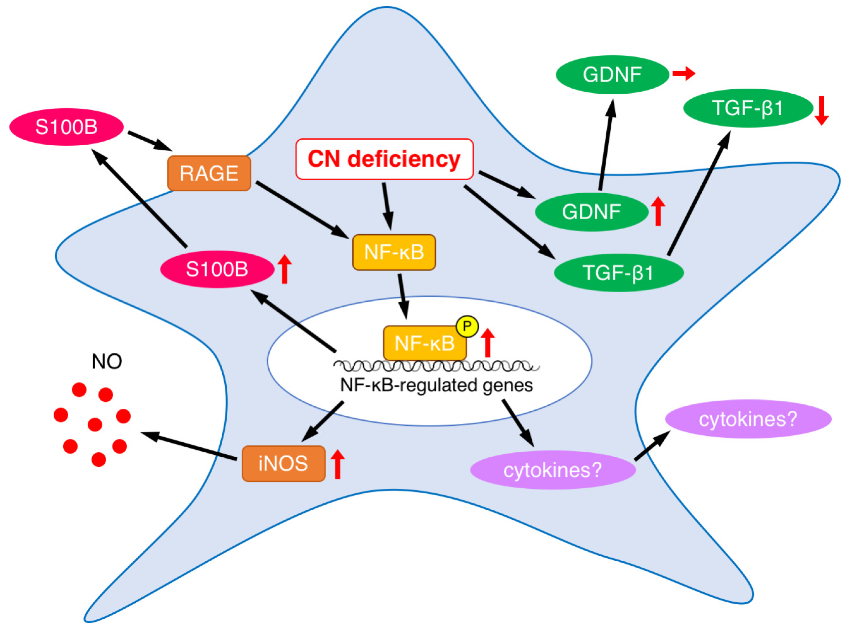 Cells 12 01867 g006 Cells 12 01867 g006