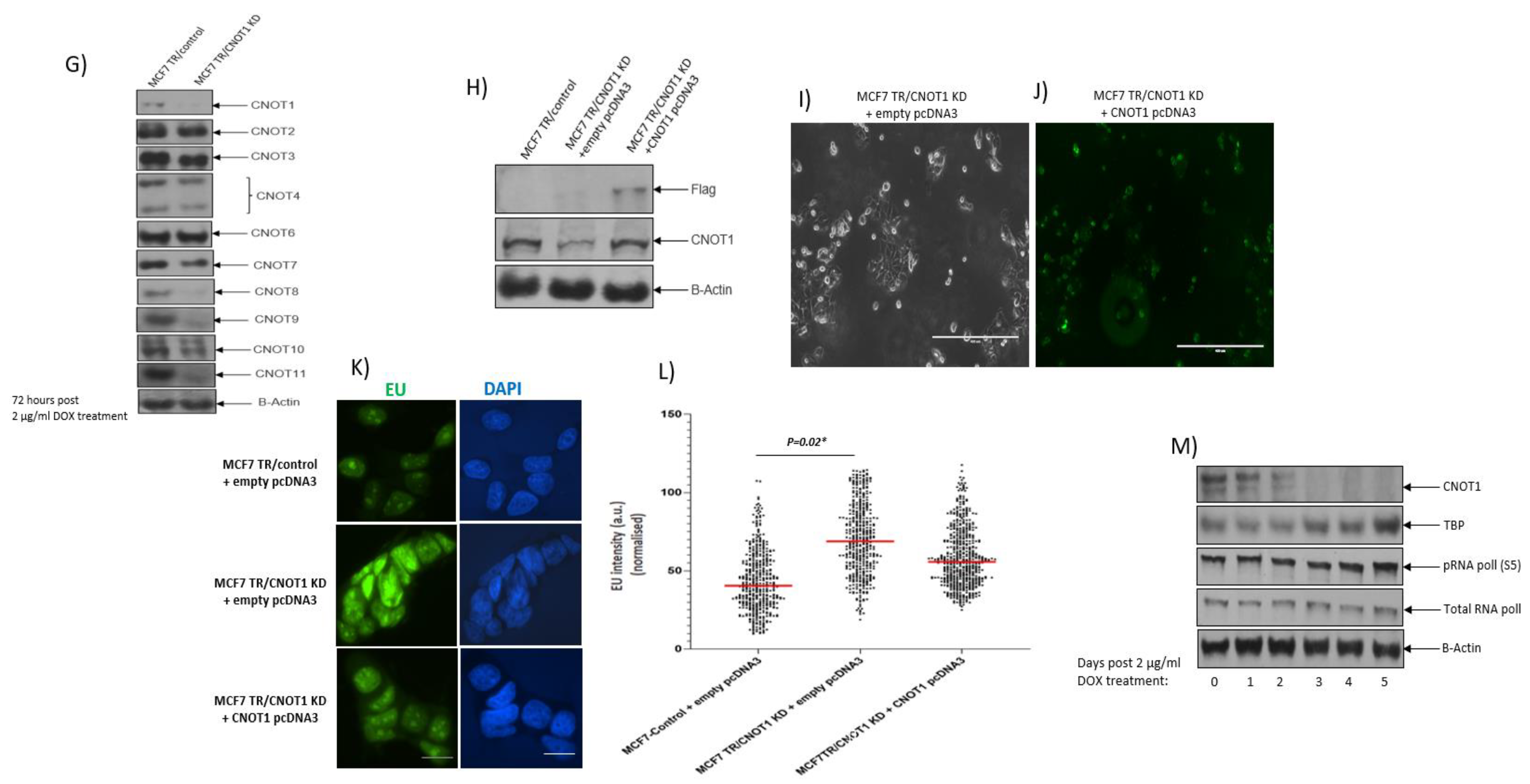 Cells 12 01868 g001b Cells 12 01868 g001b
