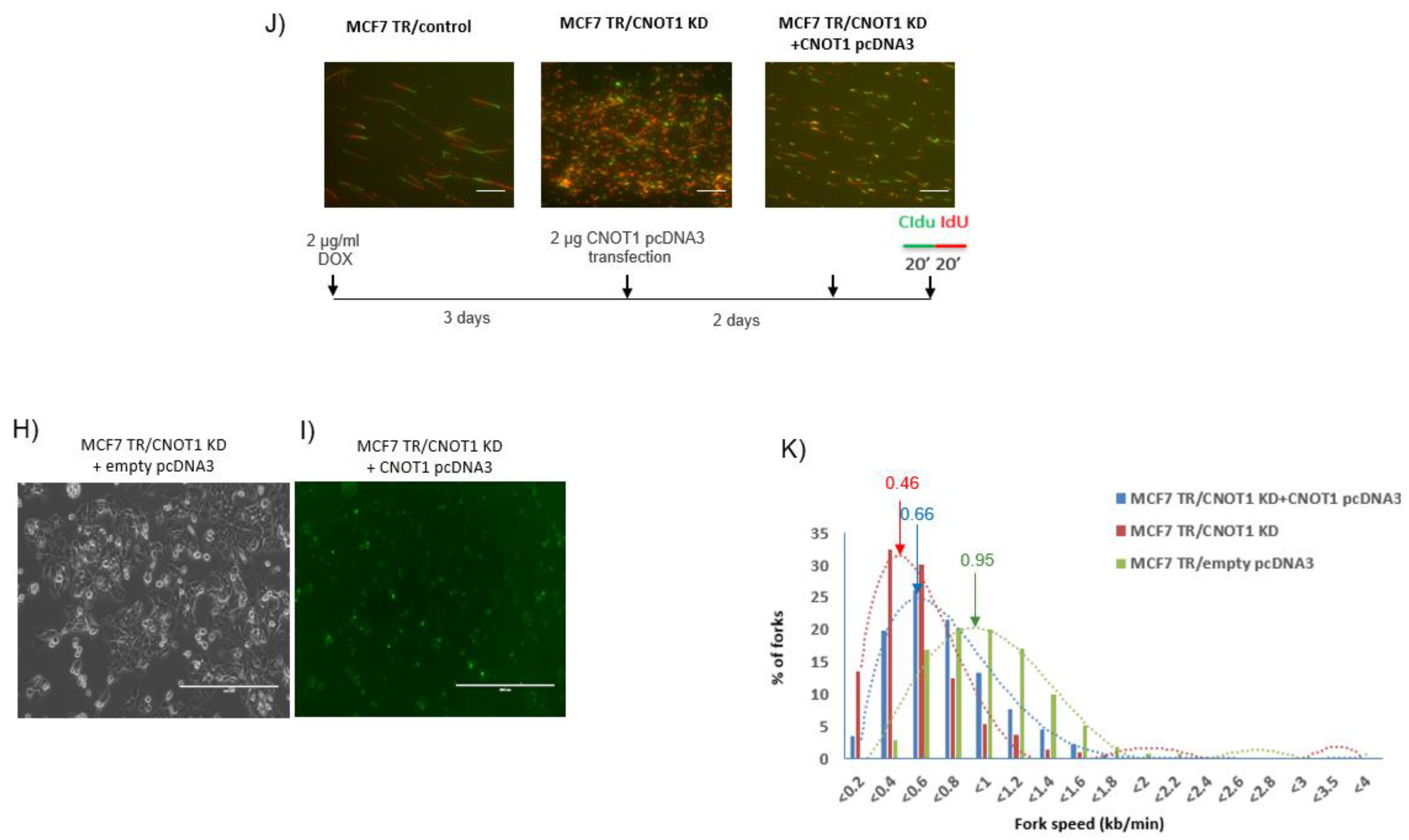 Cells 12 01868 g003b Cells 12 01868 g003b