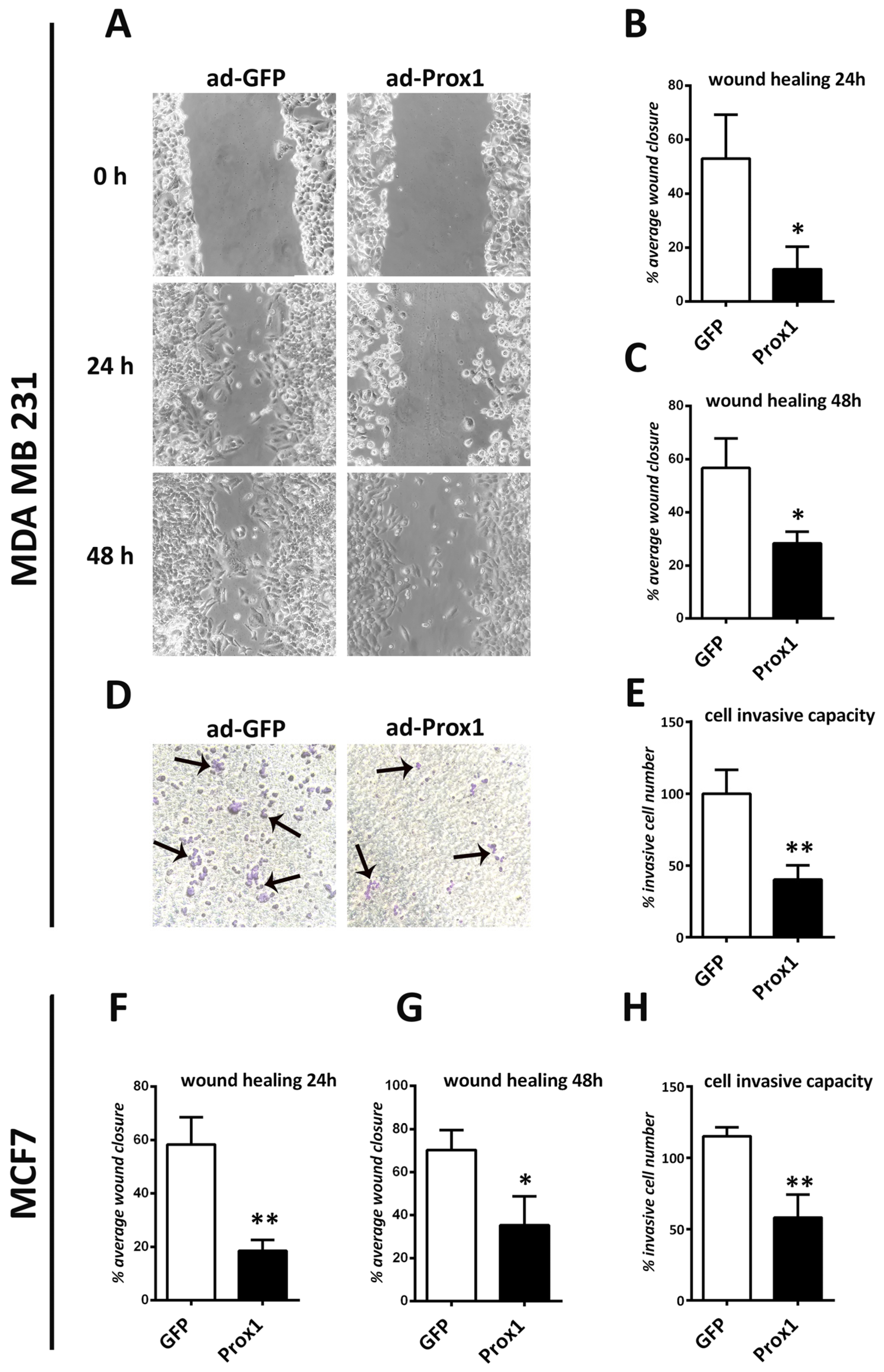 Cells 12 01869 g003 Cells 12 01869 g003