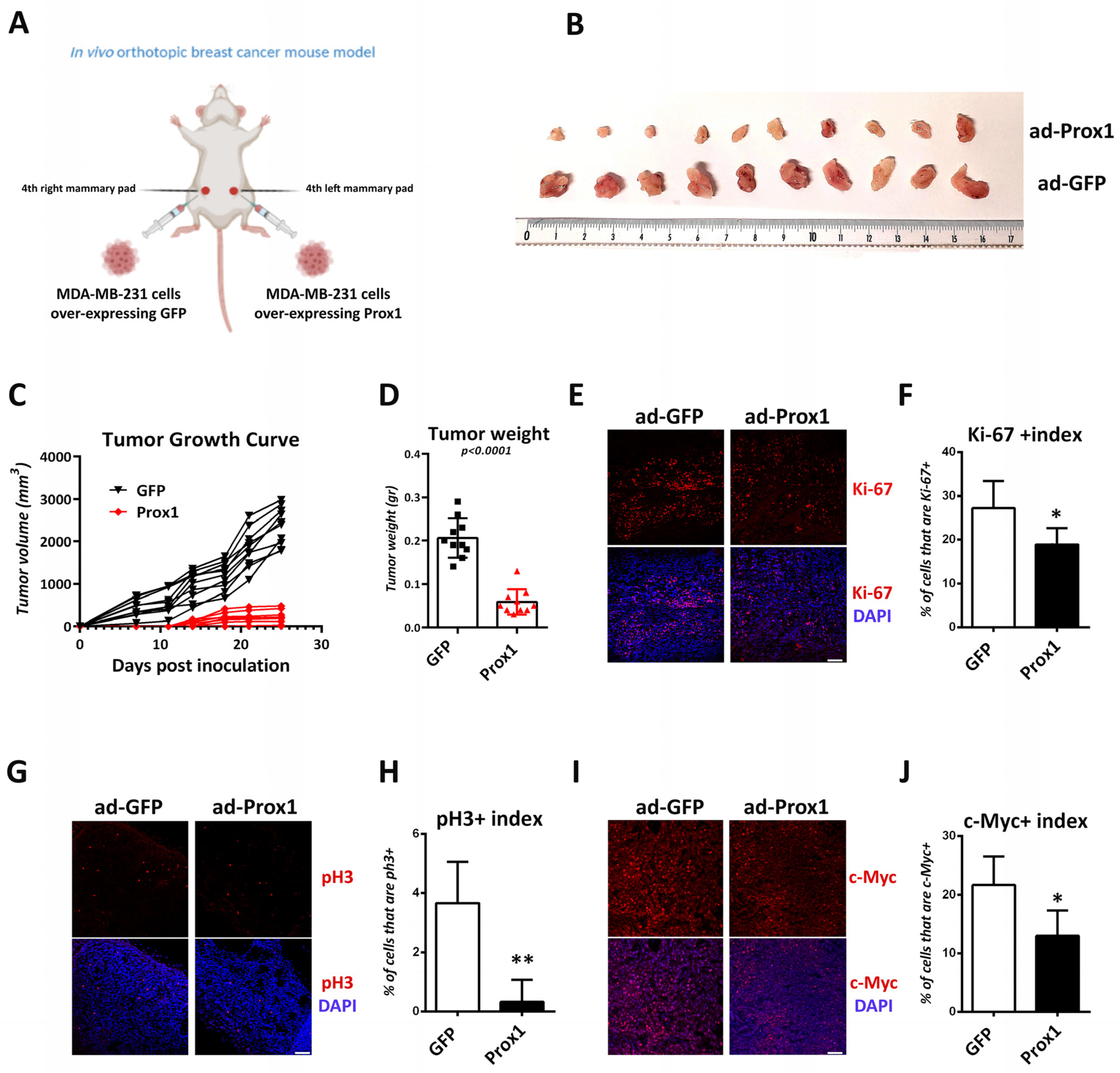 Cells 12 01869 g008 Cells 12 01869 g008
