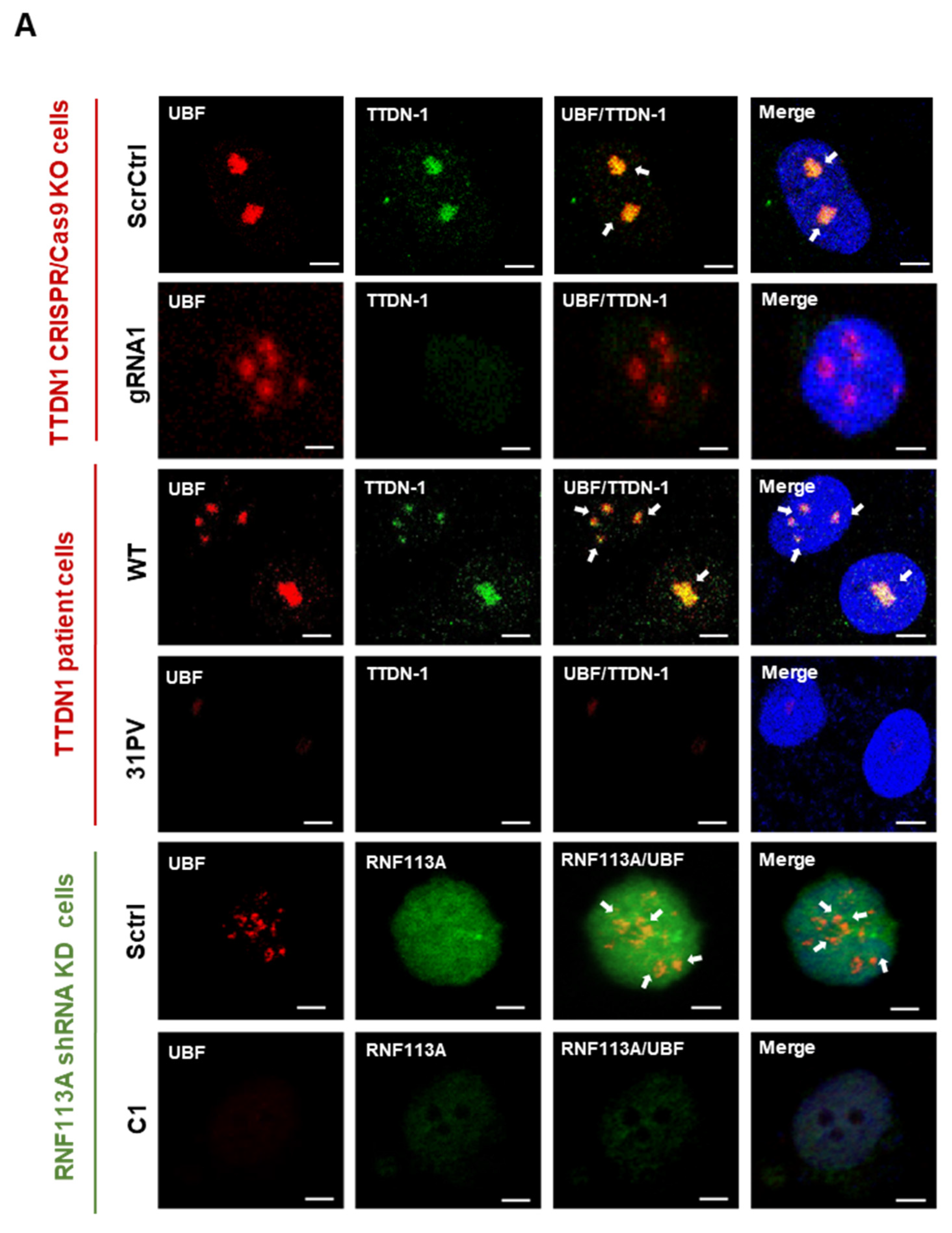 Cells 12 01877 g002a