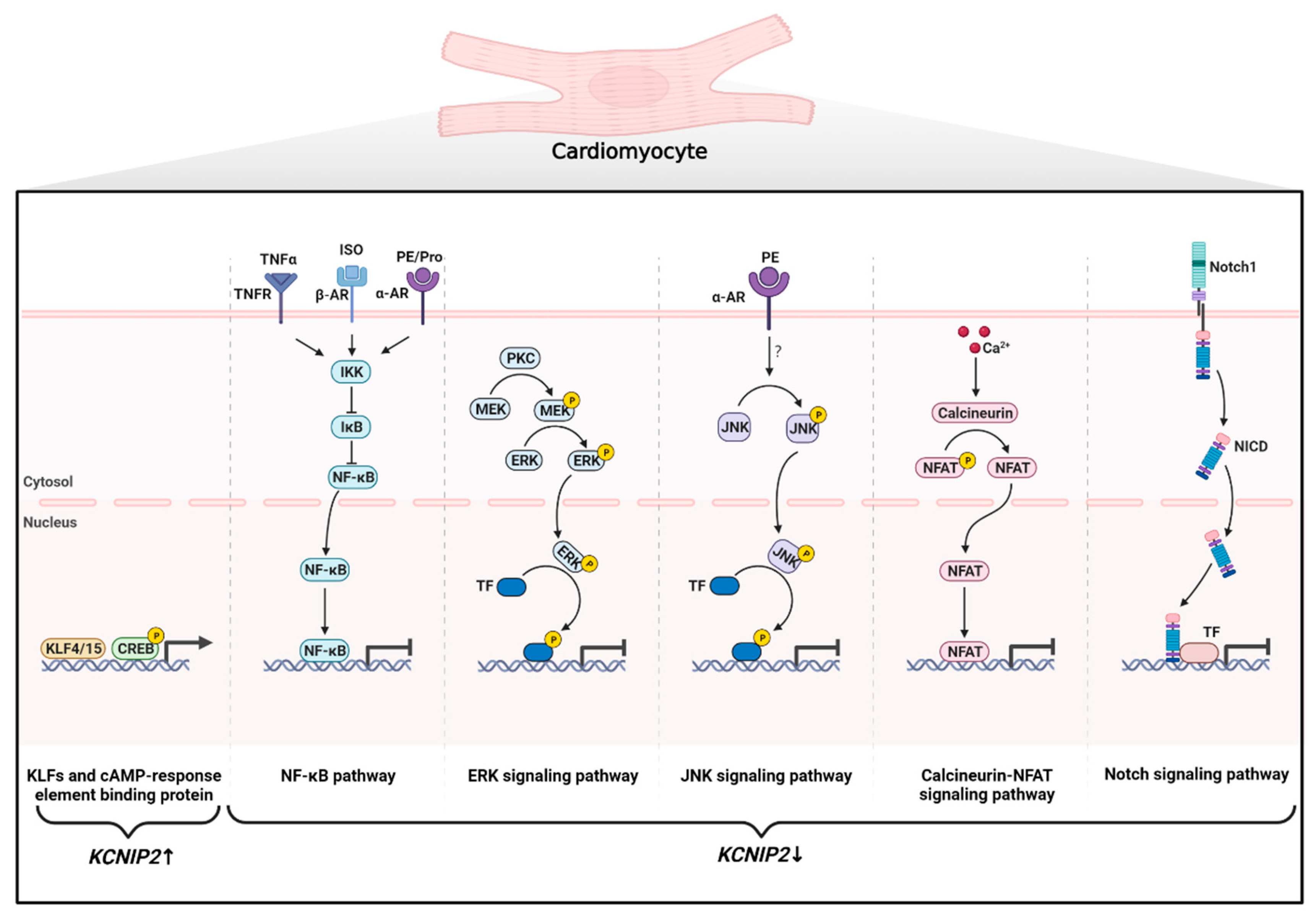 Cells 12 01894 g003 Cells 12 01894 g003