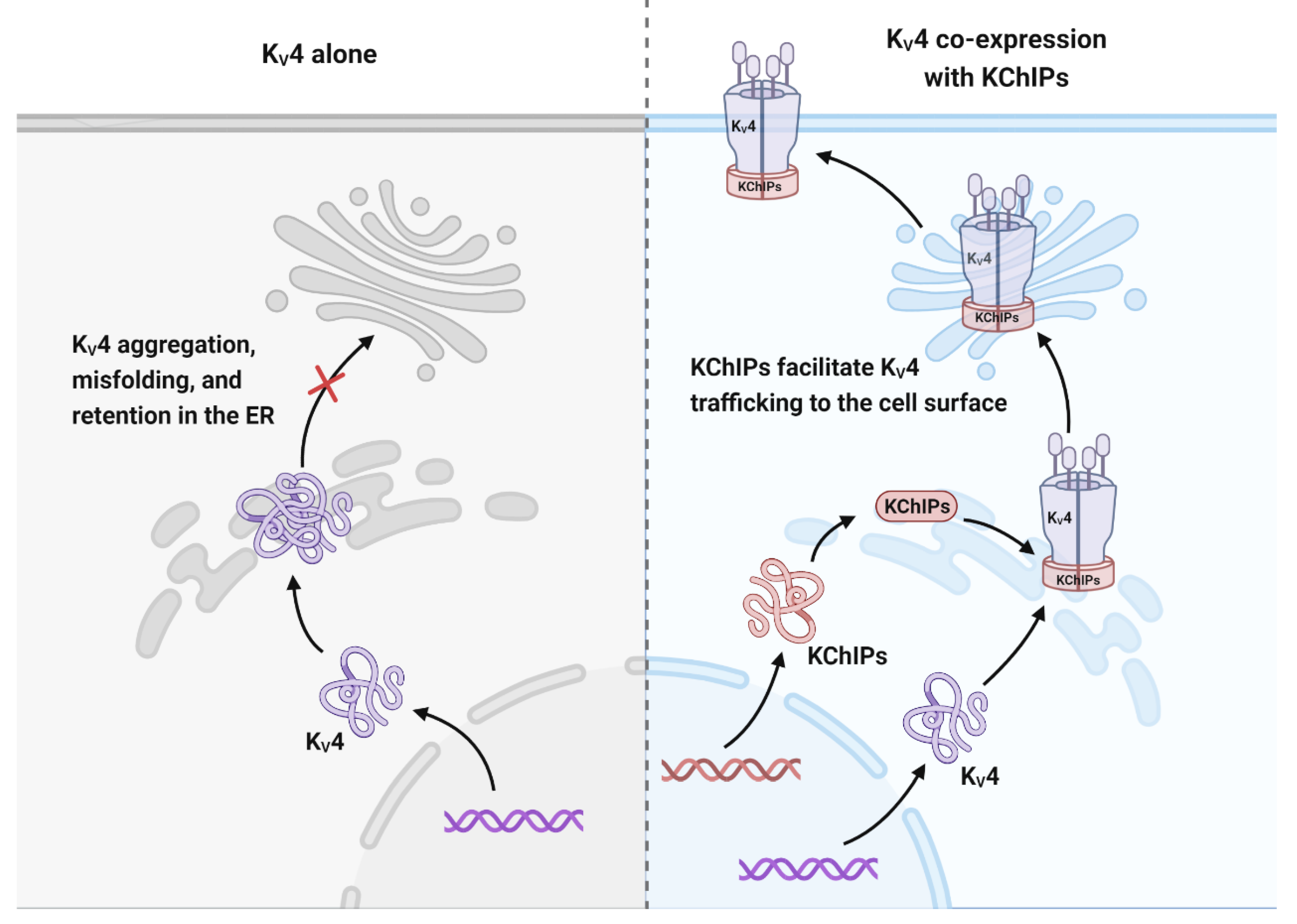 Cells 12 01894 g004 Cells 12 01894 g004